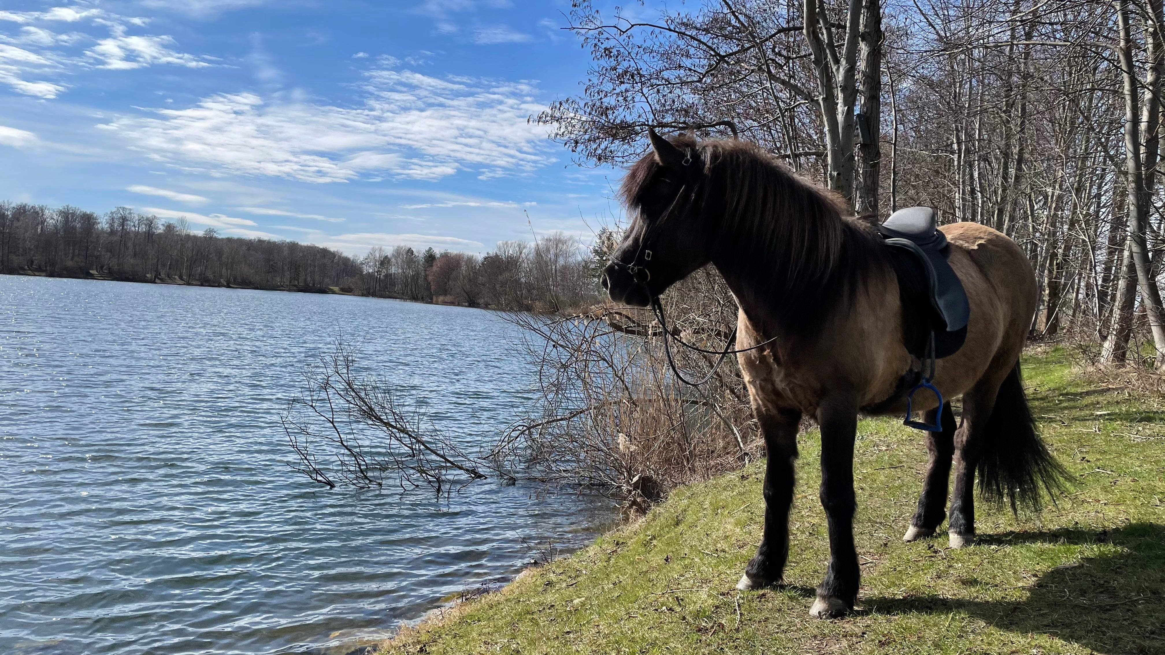 Volle Sicherheit mit der Pferdehaftpflicht-Versicherung Je nach Unterbringung und Temperament Ihres Pferdes kann das Risiko, dass es einen Schaden verursachen wird, unterschiedlich hoch ausfallen.