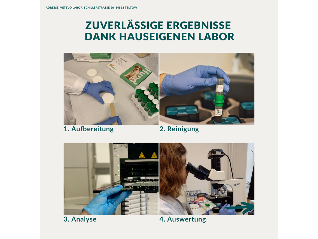 Vetevo worm test horse Pro