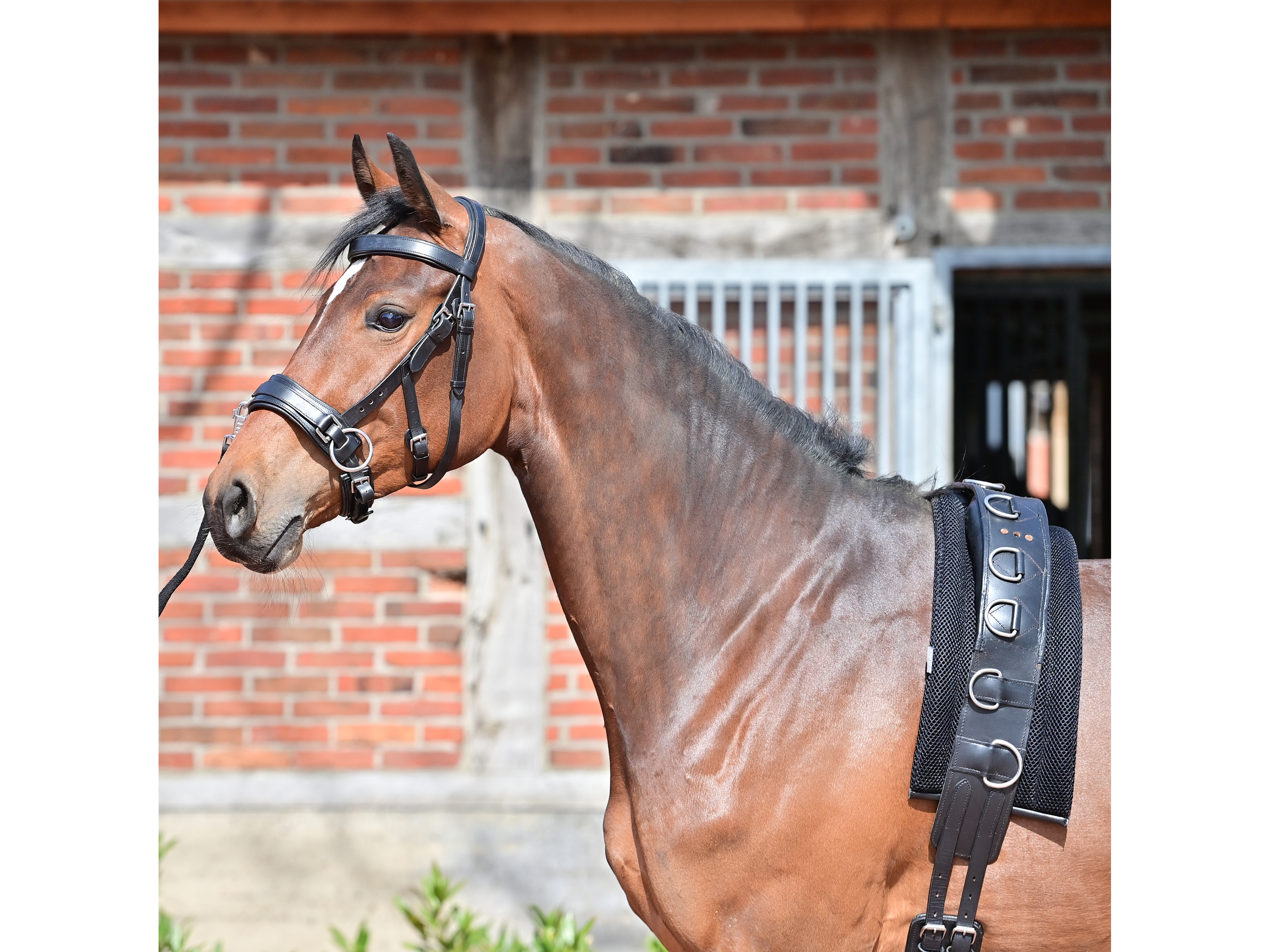 BUSSE Longiergurt-Unterlage 3D Air® Effect