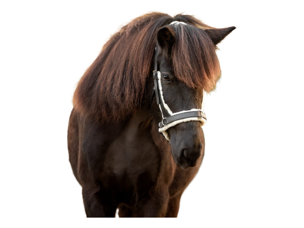 Der gebisslose Zaum /Sidepull kann auch als Kappzaum  verwendet werden und ist aus besonders weich gepolstertem schwarzen Leder mit silbernen Schnallen – bietet deinem Islandpferd optimalen Tragekomfort