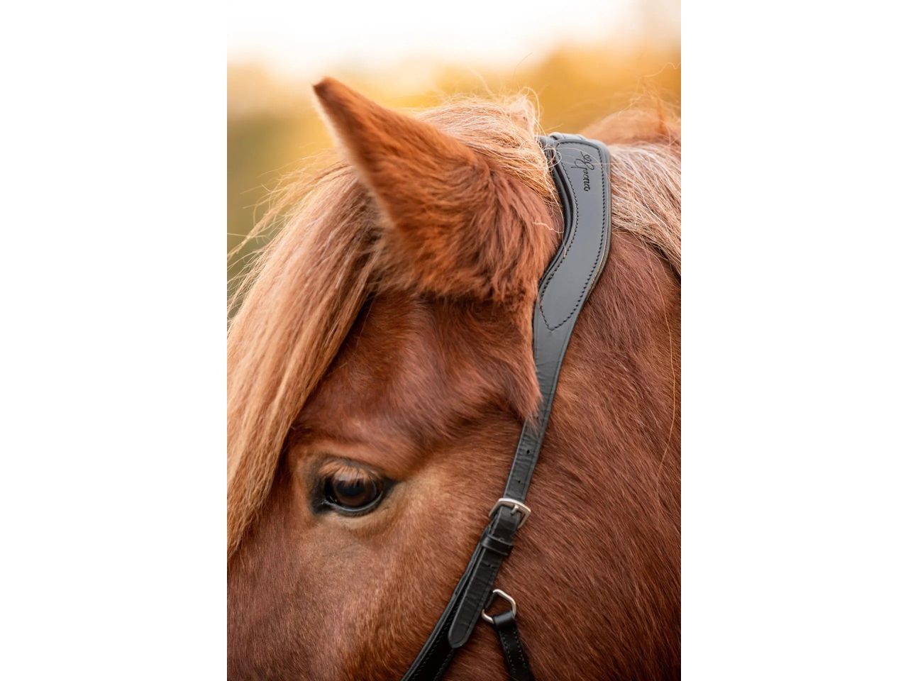 Epona Gebissloser Zaum dark ocean