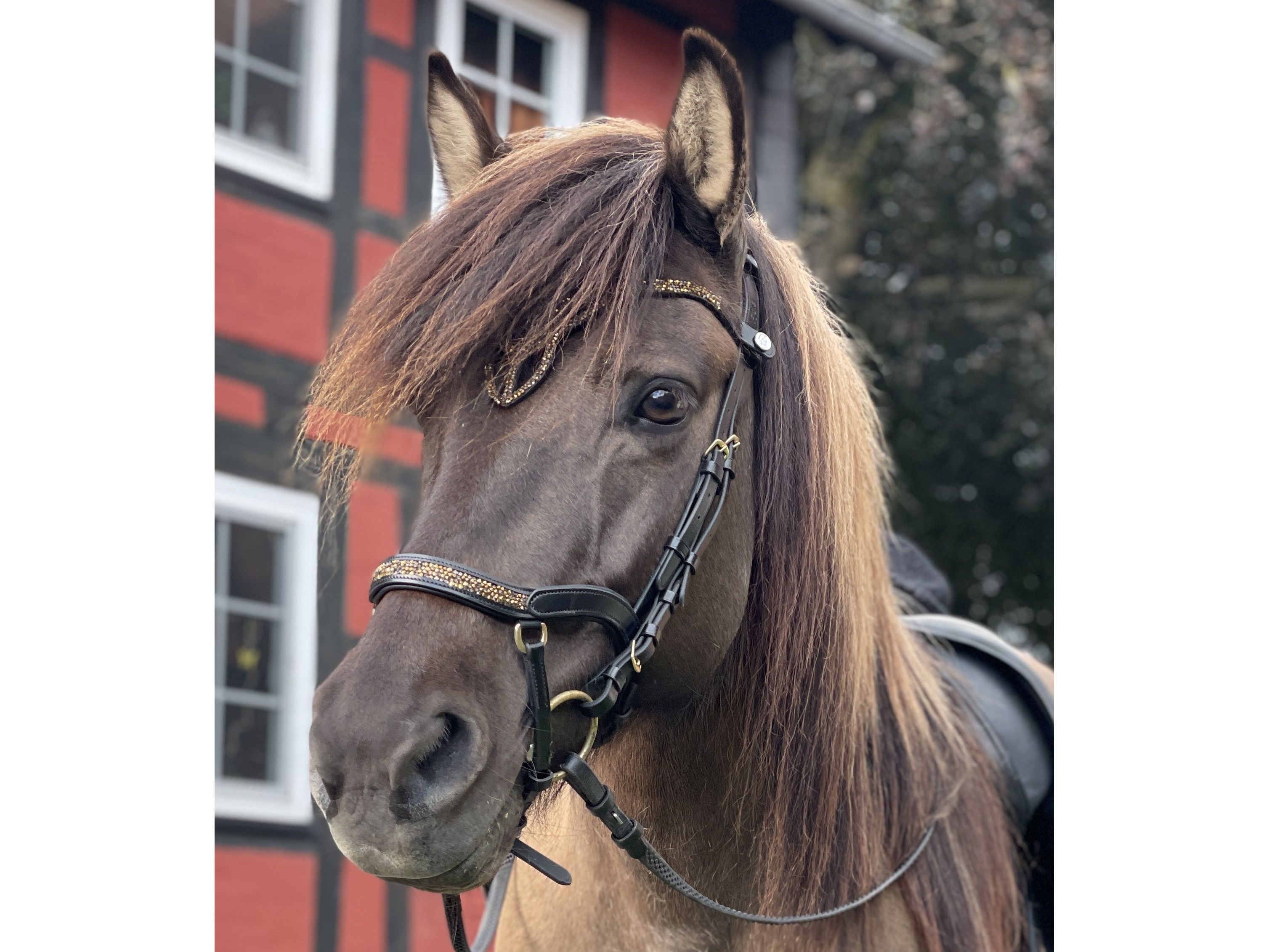 Epona Anatomische Trense Hellnar goldbraun
