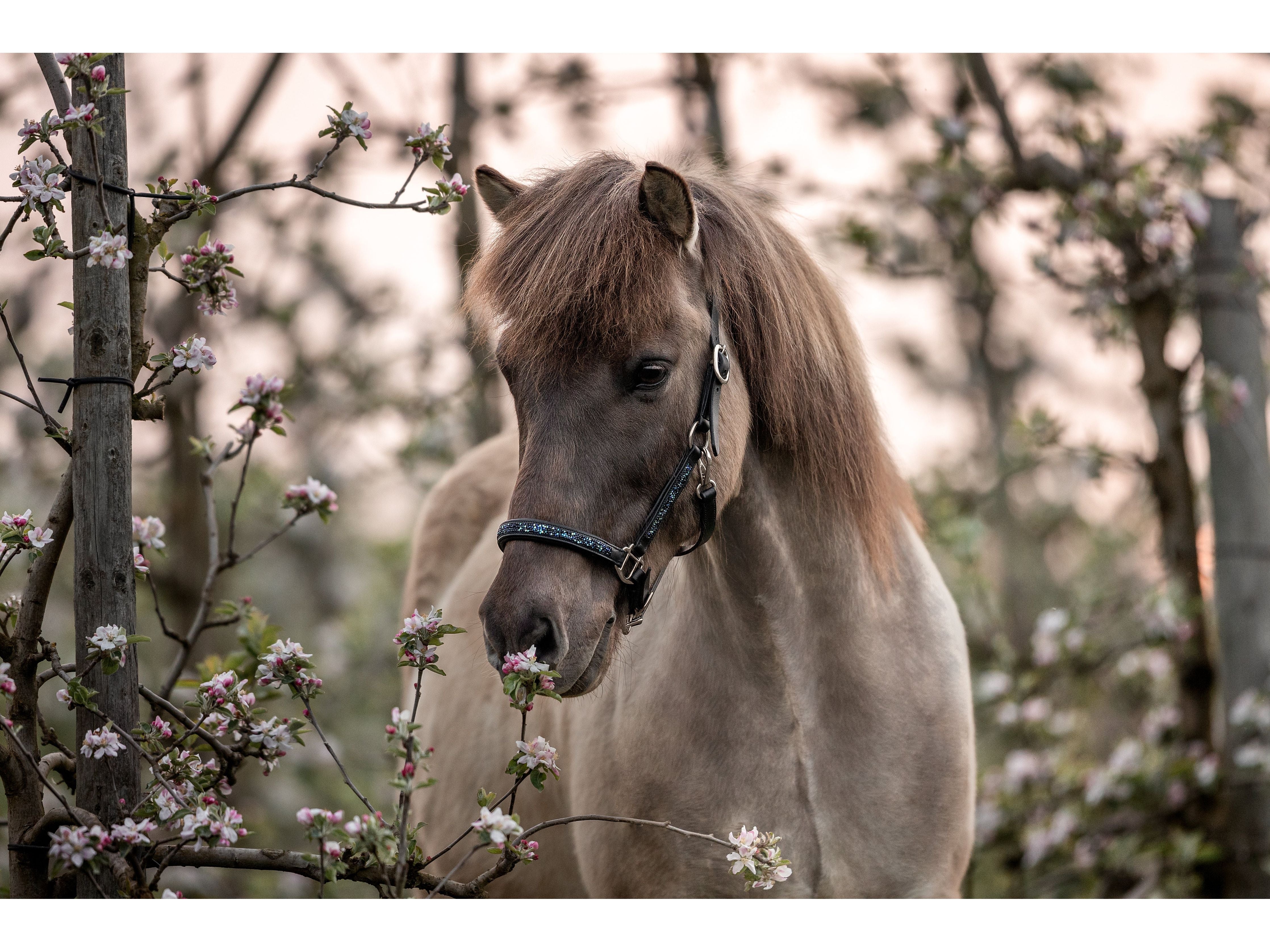 Epona Anatomical Leather Halter Dark Ocean
