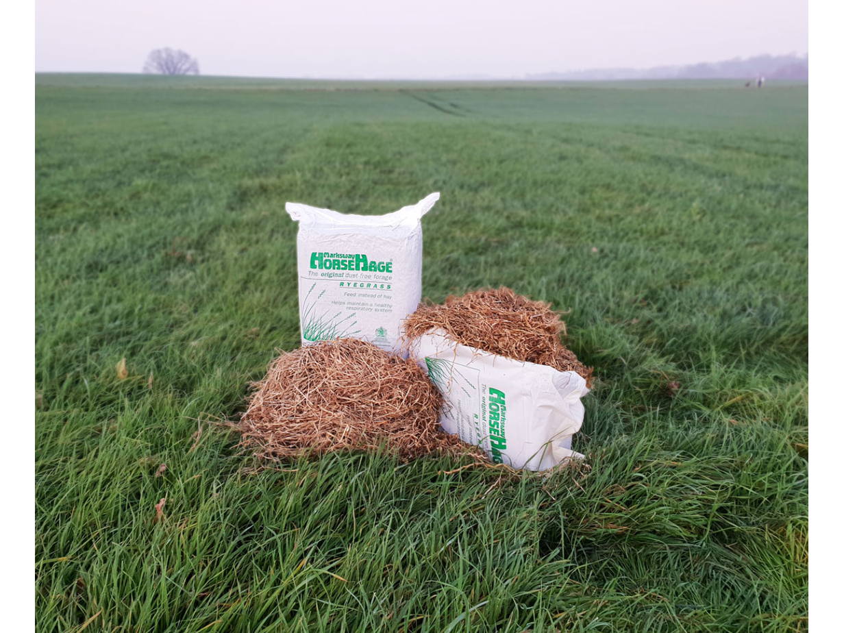 HorseHage RYEGRAS grün