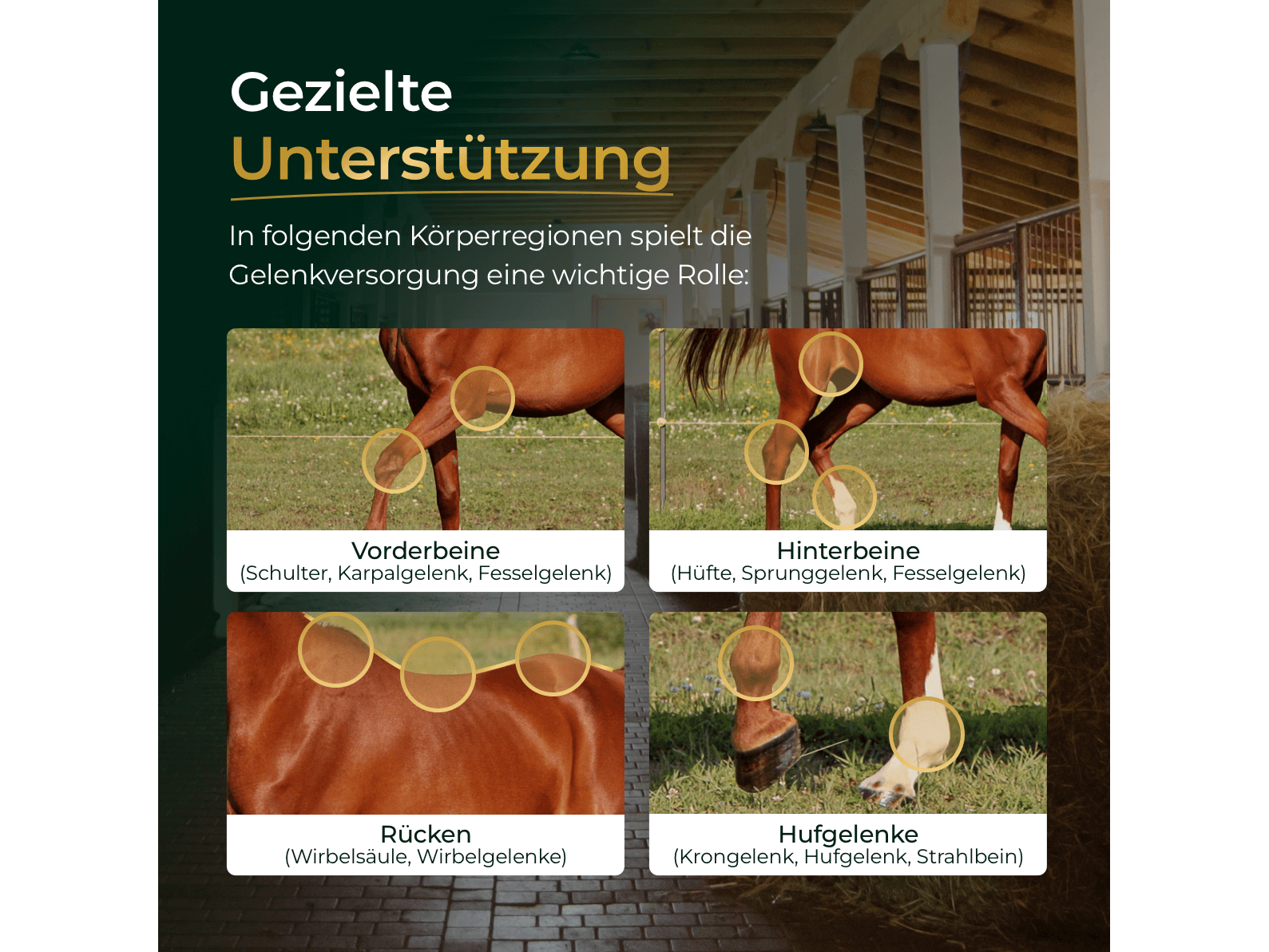Gelenke+