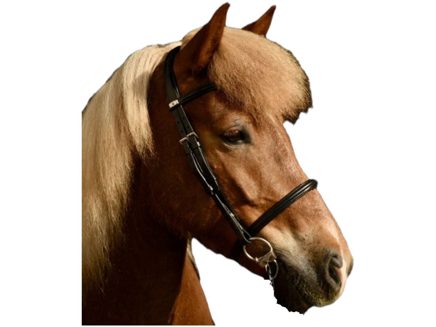 Der Trensenzaum Island aus der Manufaktur Stübben ist speziell für die Bedürfnisse im Islandpferdereitsport entwickelt worden Bei der kombinierten Ausführung ist der Sperrriemen vollständig abnehmbar.