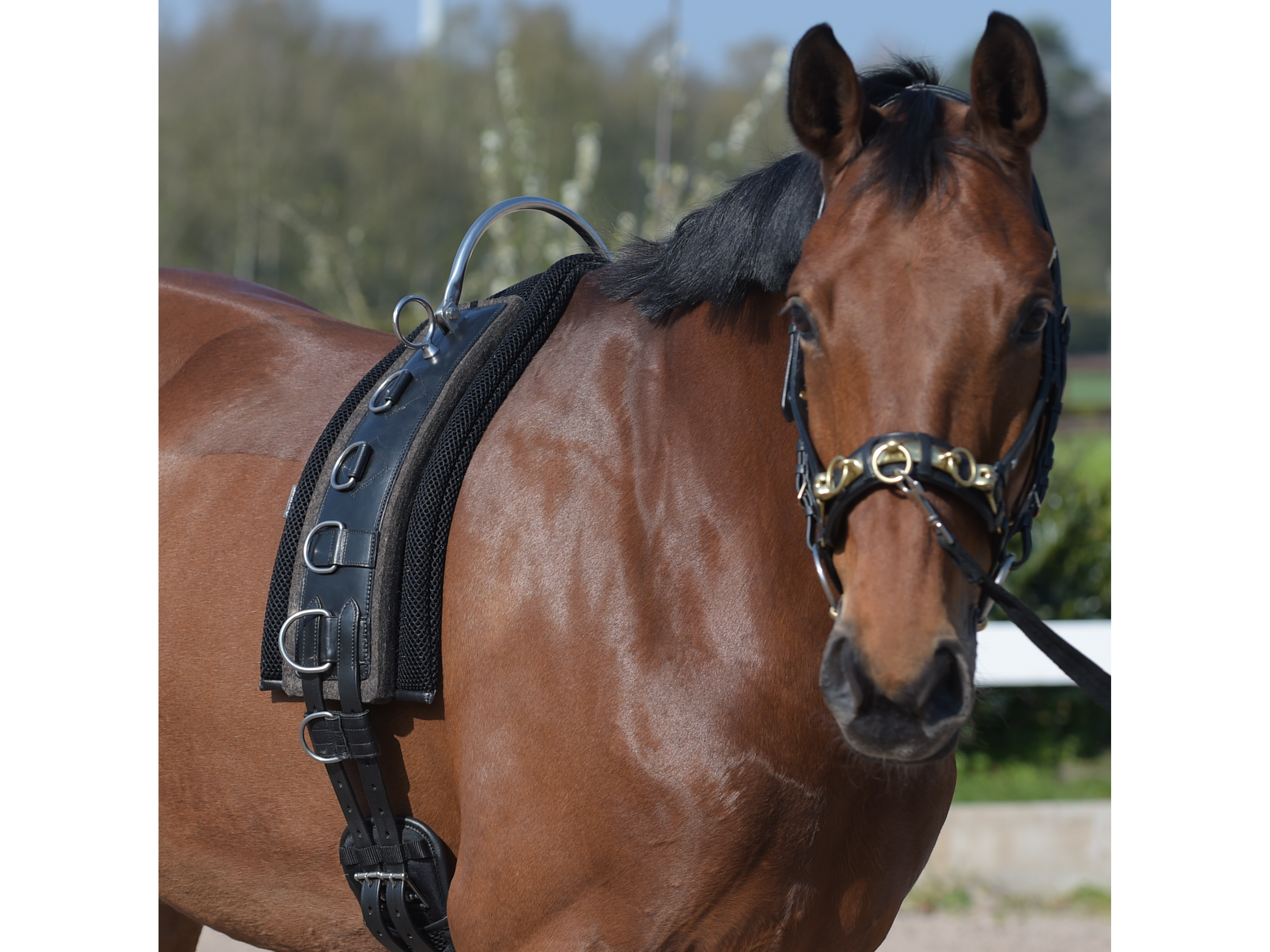 BUSSE Longiergurt FLEX FIT