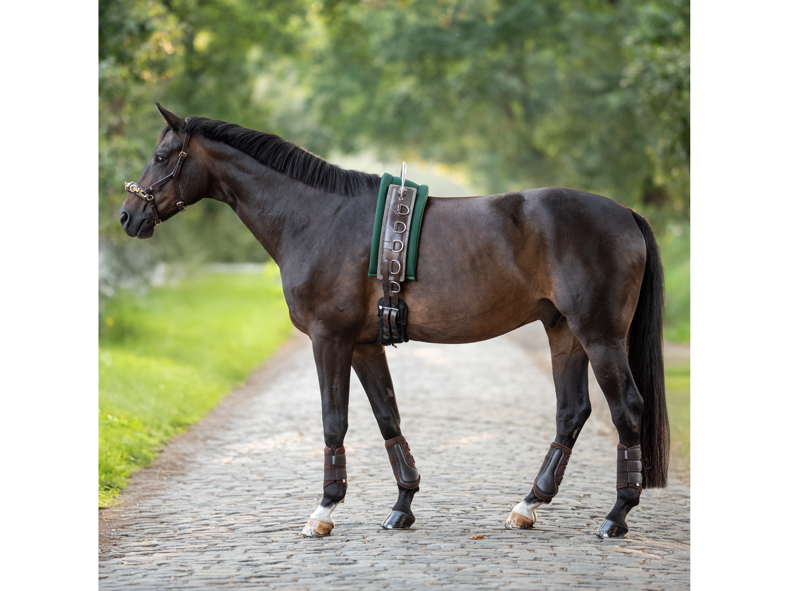 BUSSE Longiergurt FLEX FIT