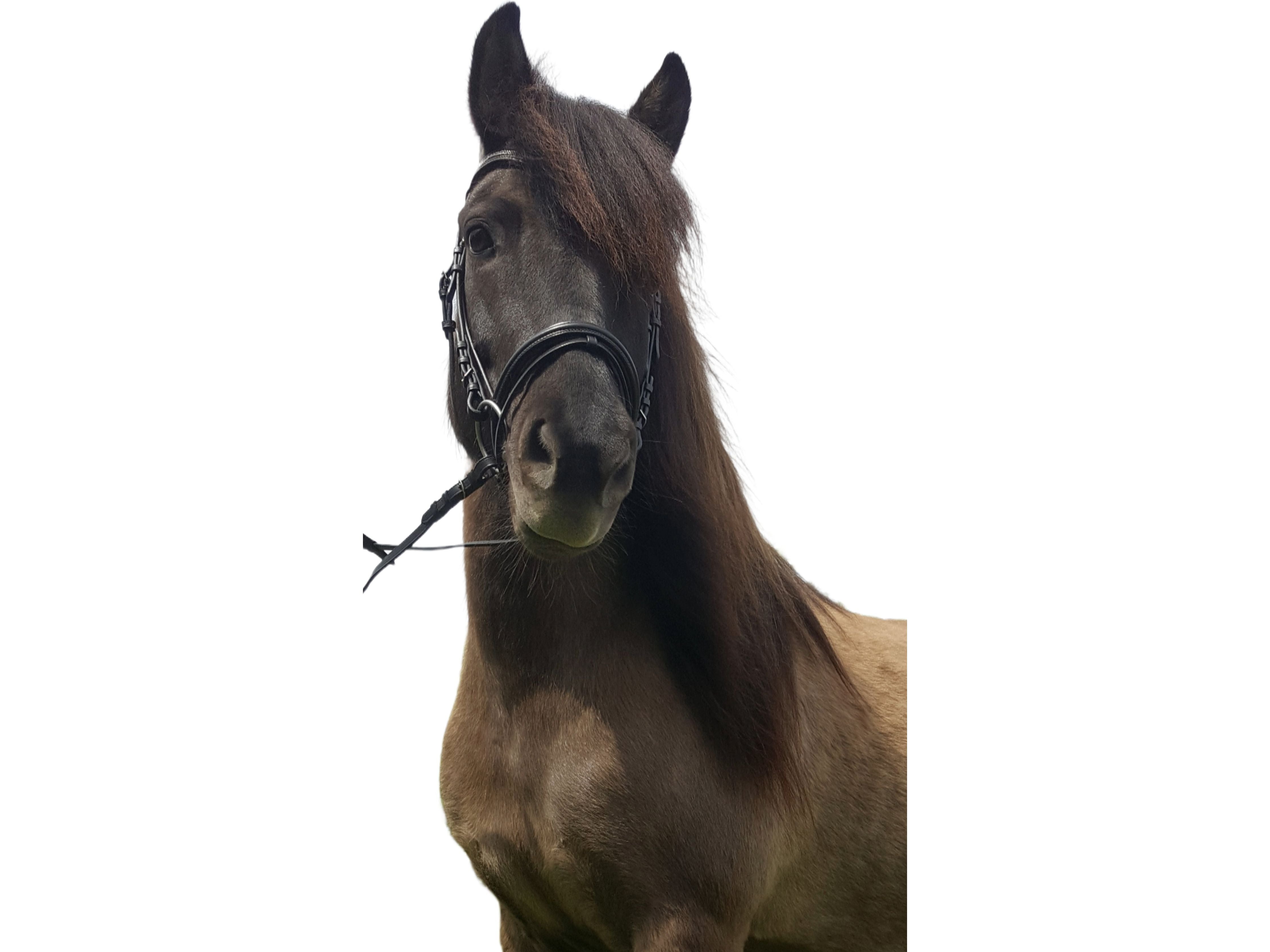 Icelandic Horse Trense Diamond funkelnd, Trensen