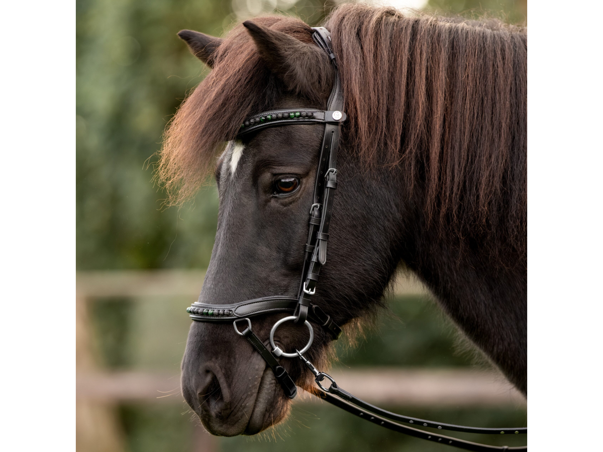 Islandpferd mit der Epona Anatomischen Trense Lava grün im Freien