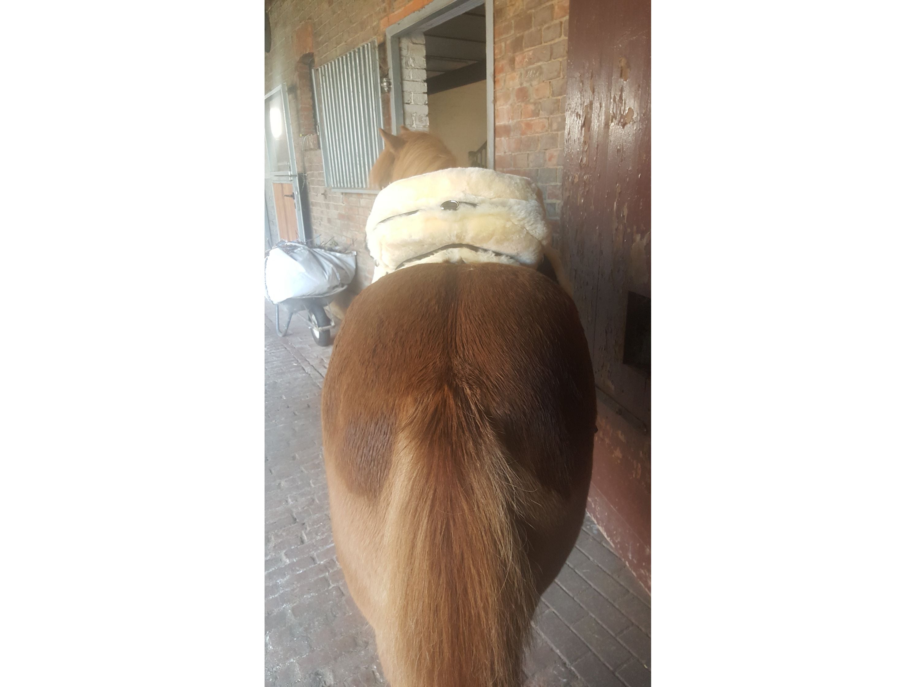 Engel - Fur saddle lambskin including spacer fabric