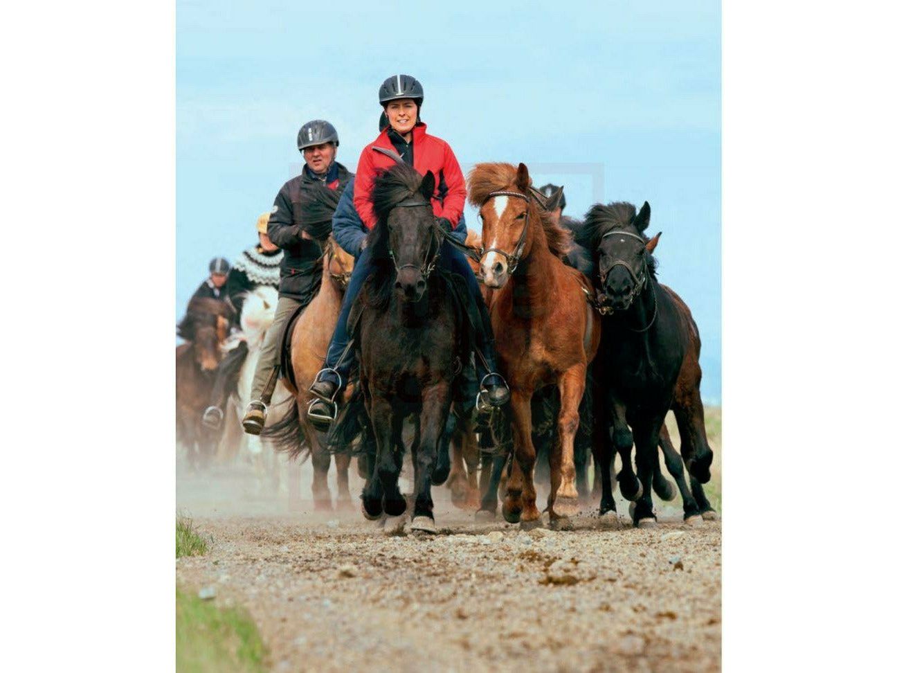 Magical Icelandic Horses - A declaration of love for horses, country and people