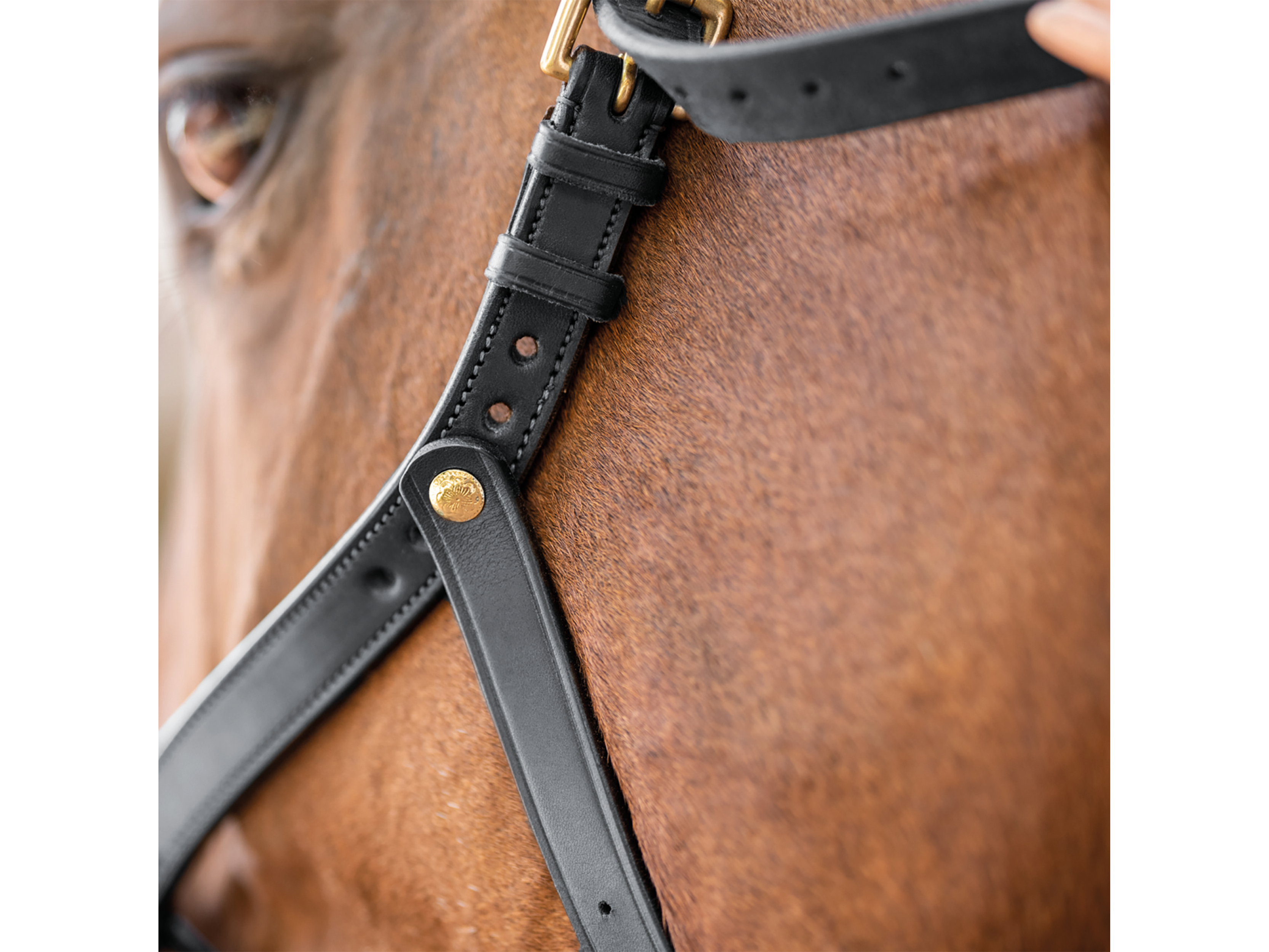 BUSSE Caveçon Anatomix