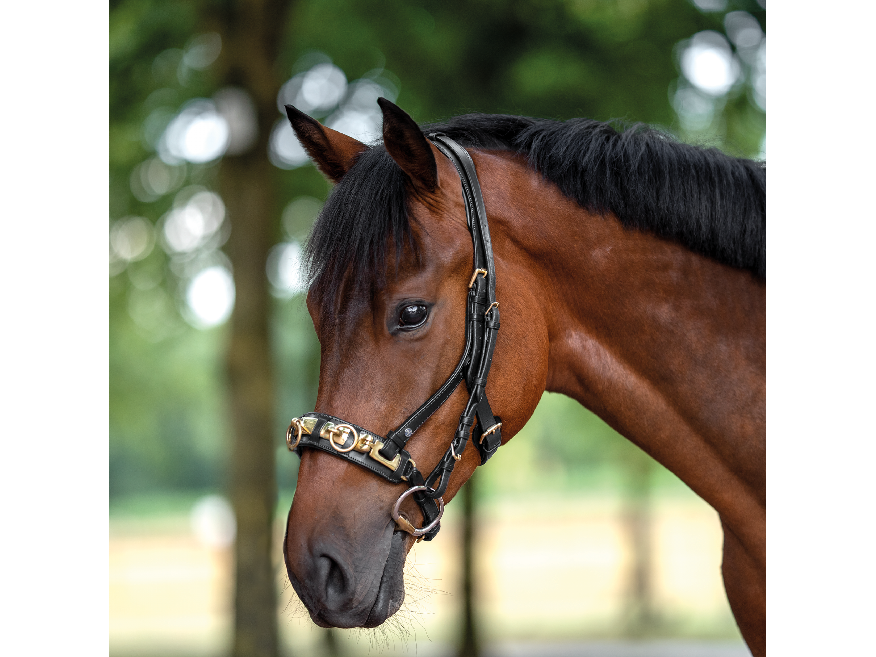 BUSSE Caveçon Anatomix
