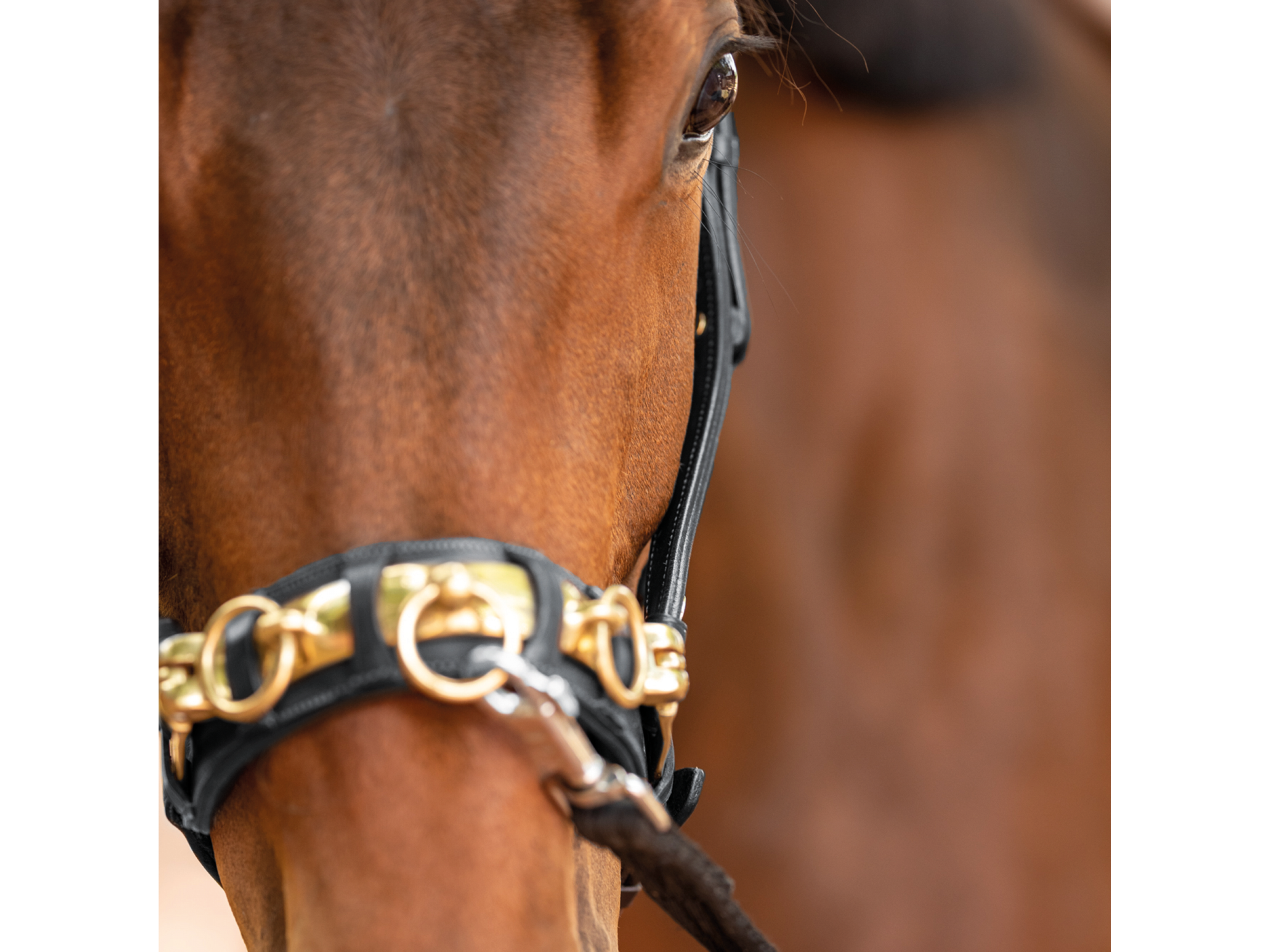 BUSSE Cavesson Anatomix