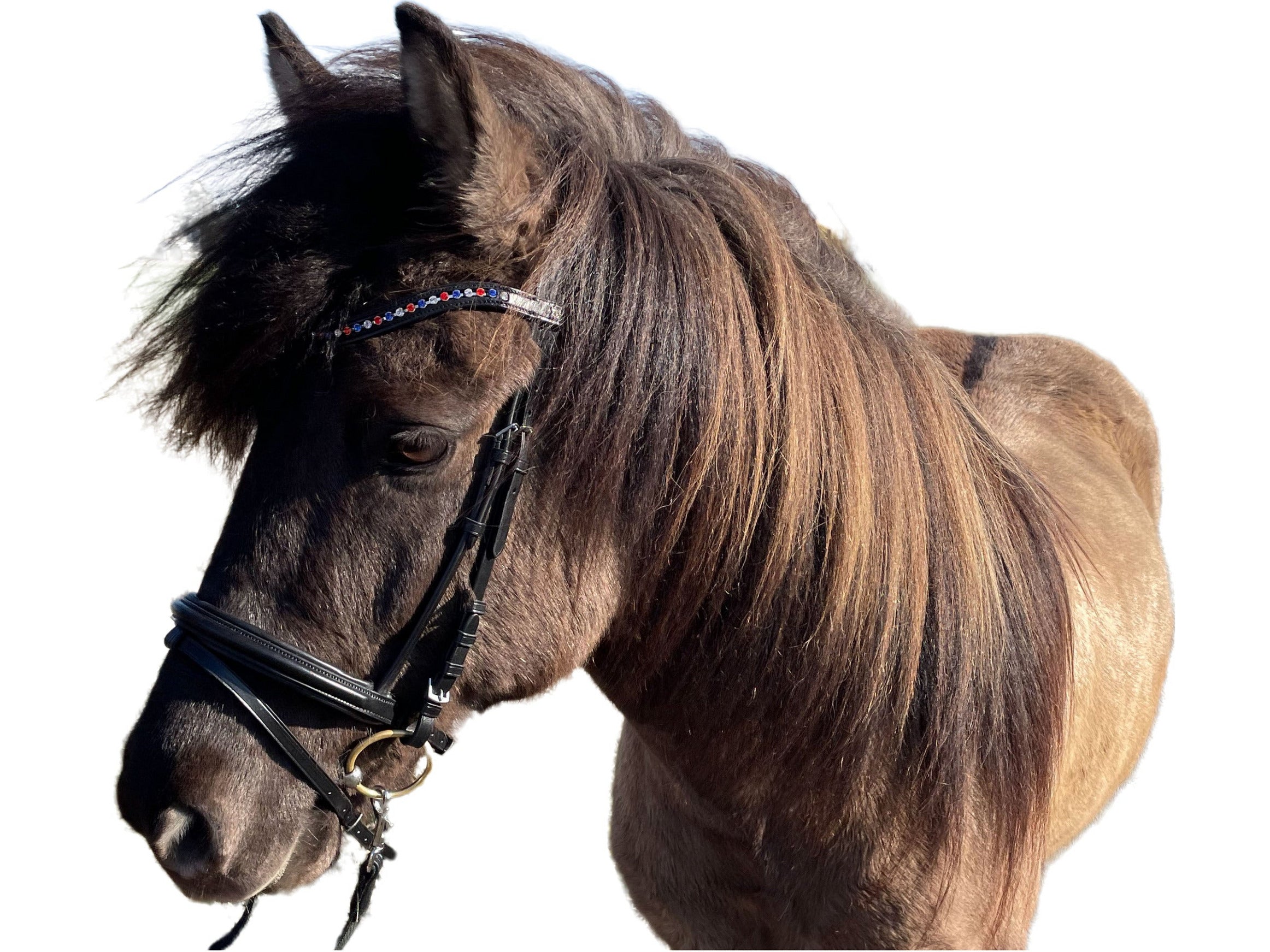 Döbert snaffle bridle stable master Odin for Icelanders