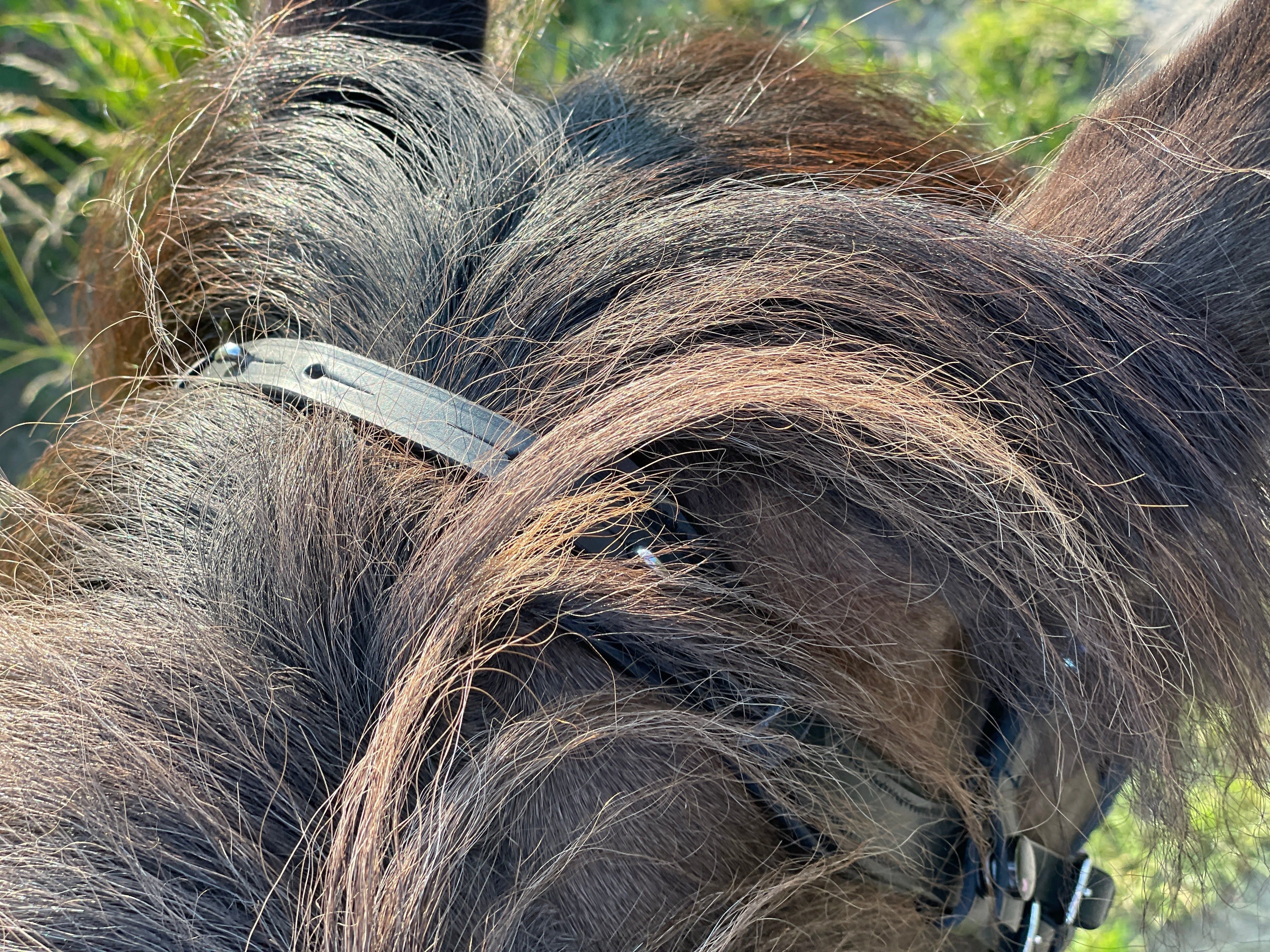 Epona anatomical bridle rose gold