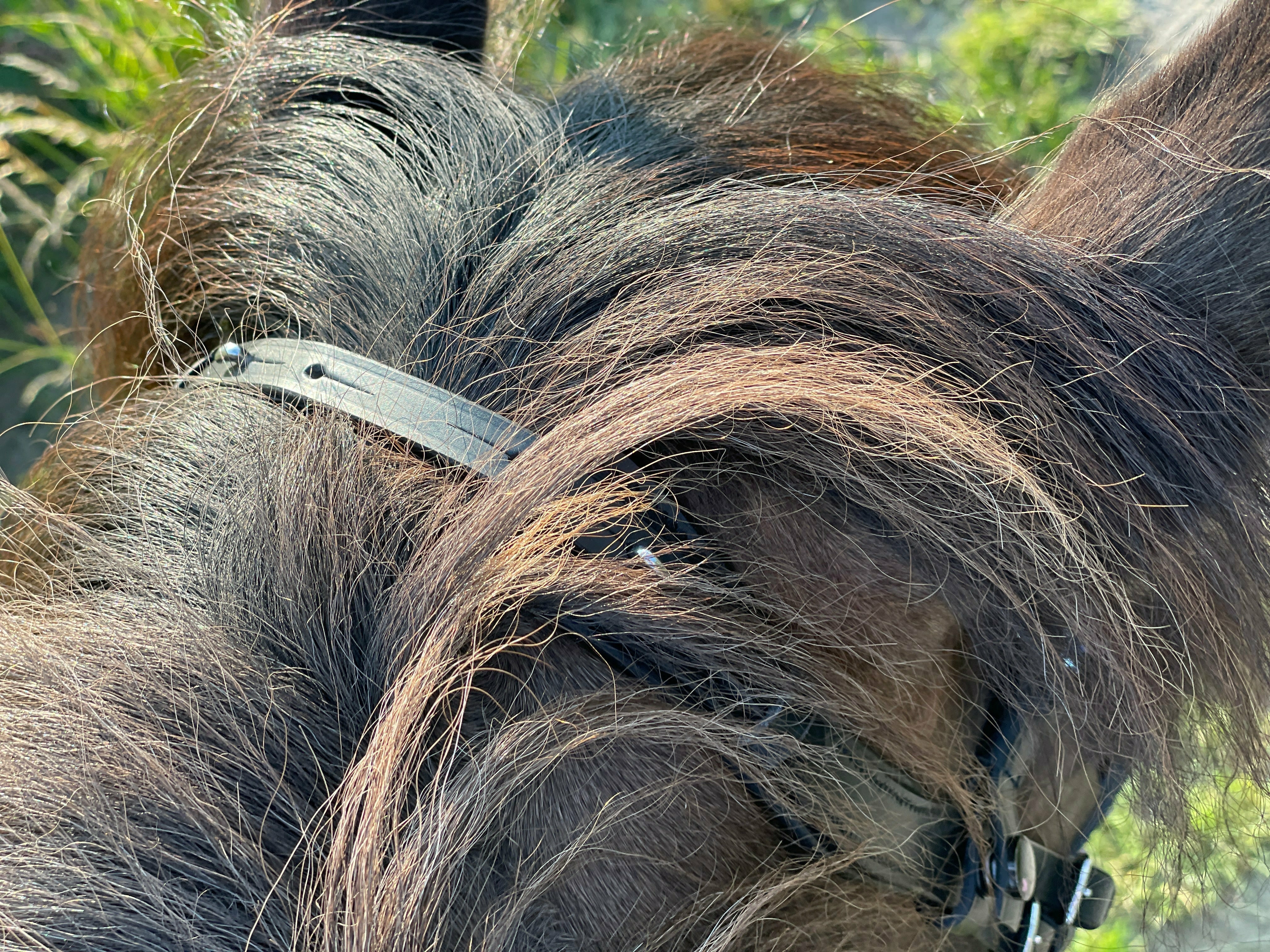 Epona anatomical bridle moss green