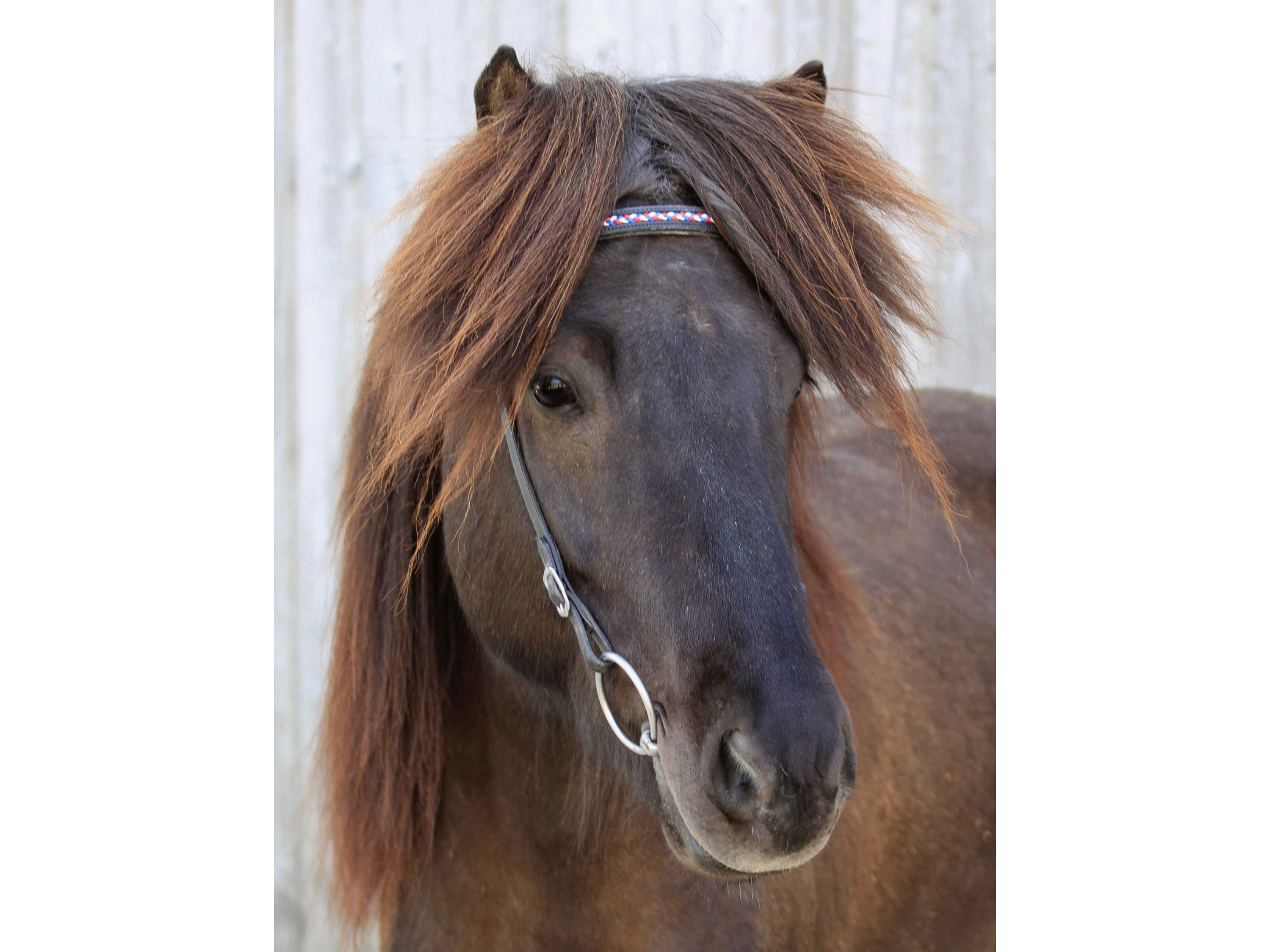 Hilbar Trensenlinie Kopfstück Island (a)