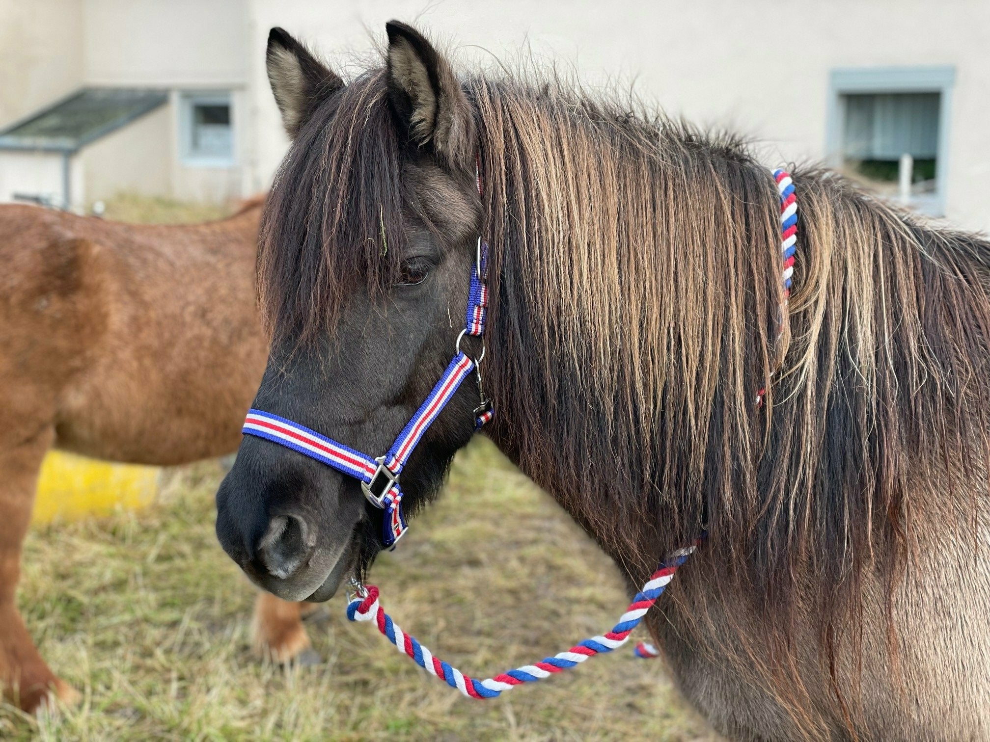 Hilbar Halter Island with lead rope