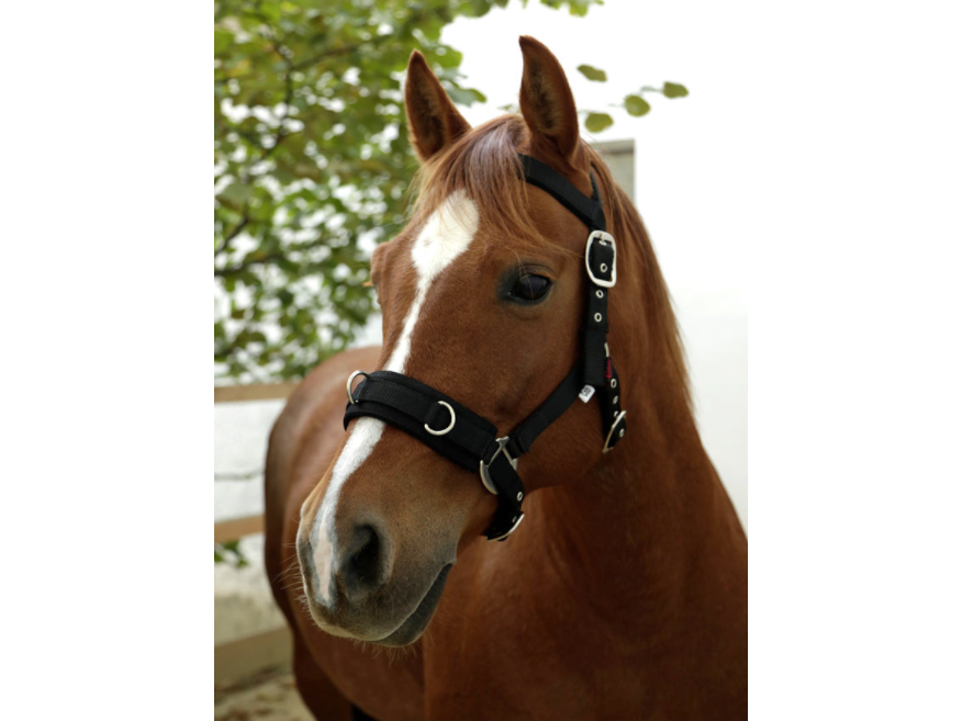 Lunging halter