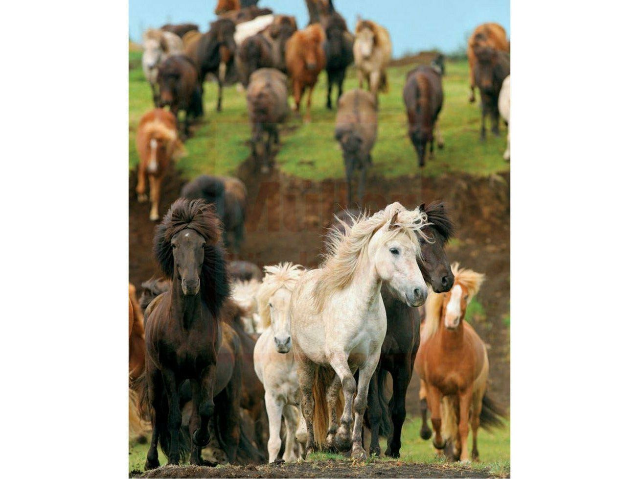 Magical Icelandic Horses - A declaration of love for horses, country and people