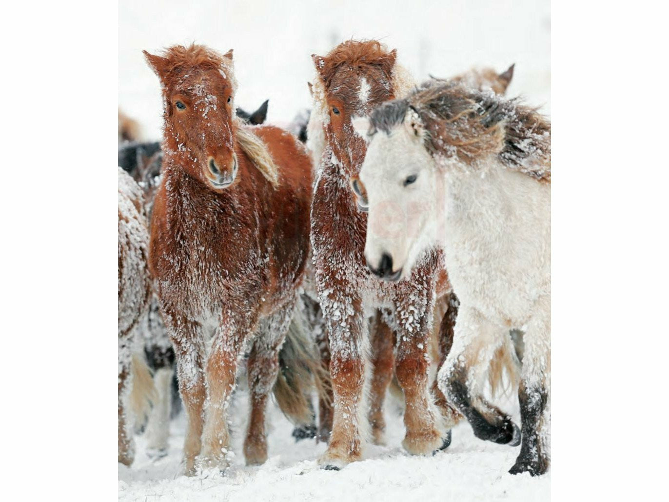 Magical Icelandic Horses - A declaration of love for horses, country and people