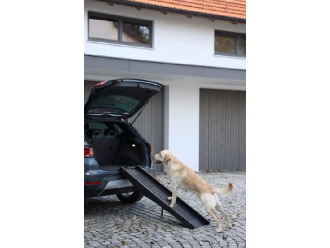 Icelandic Horse Reitbegleithund Hunderampe