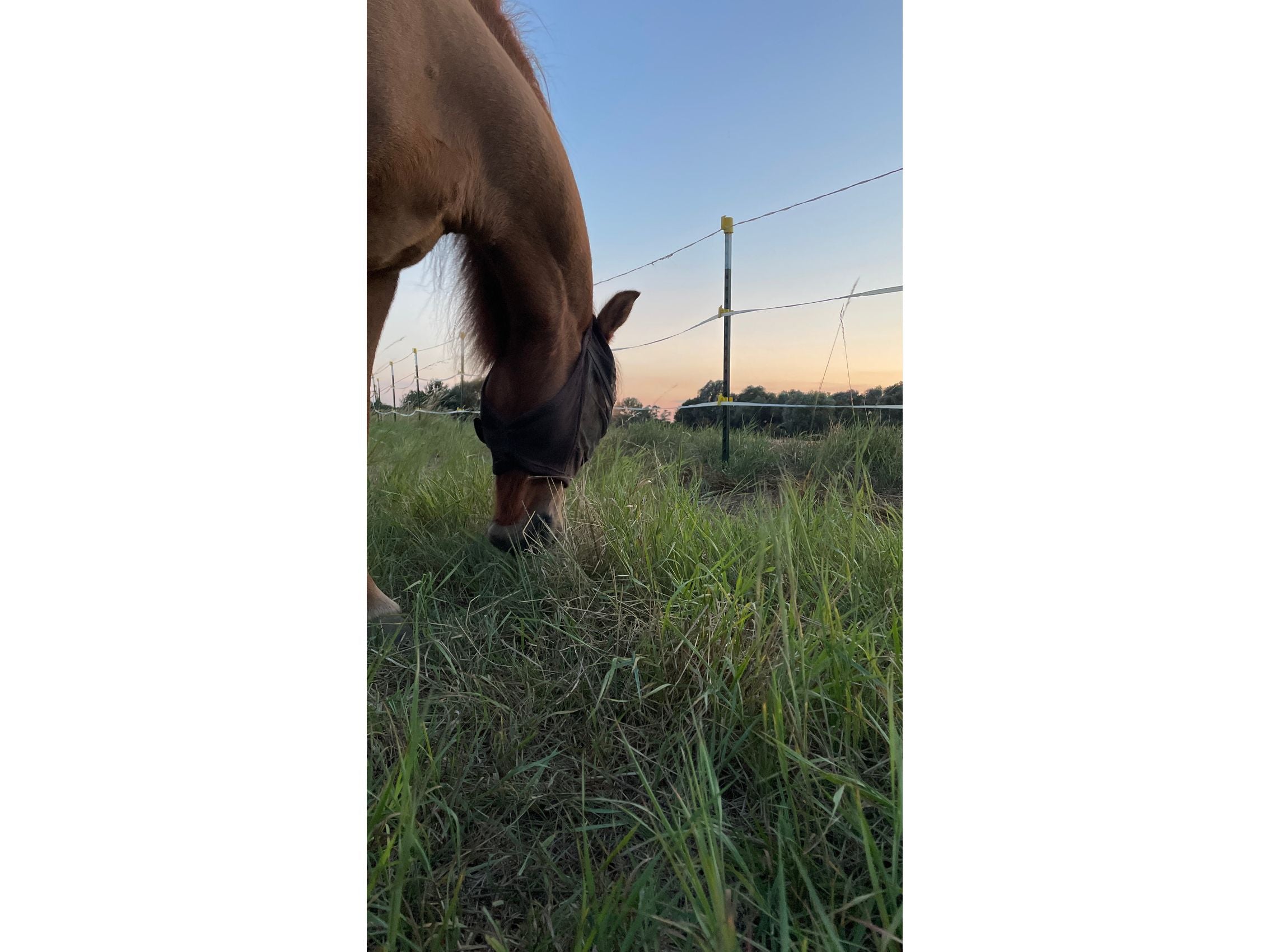 5x poteaux métalliques T-Post