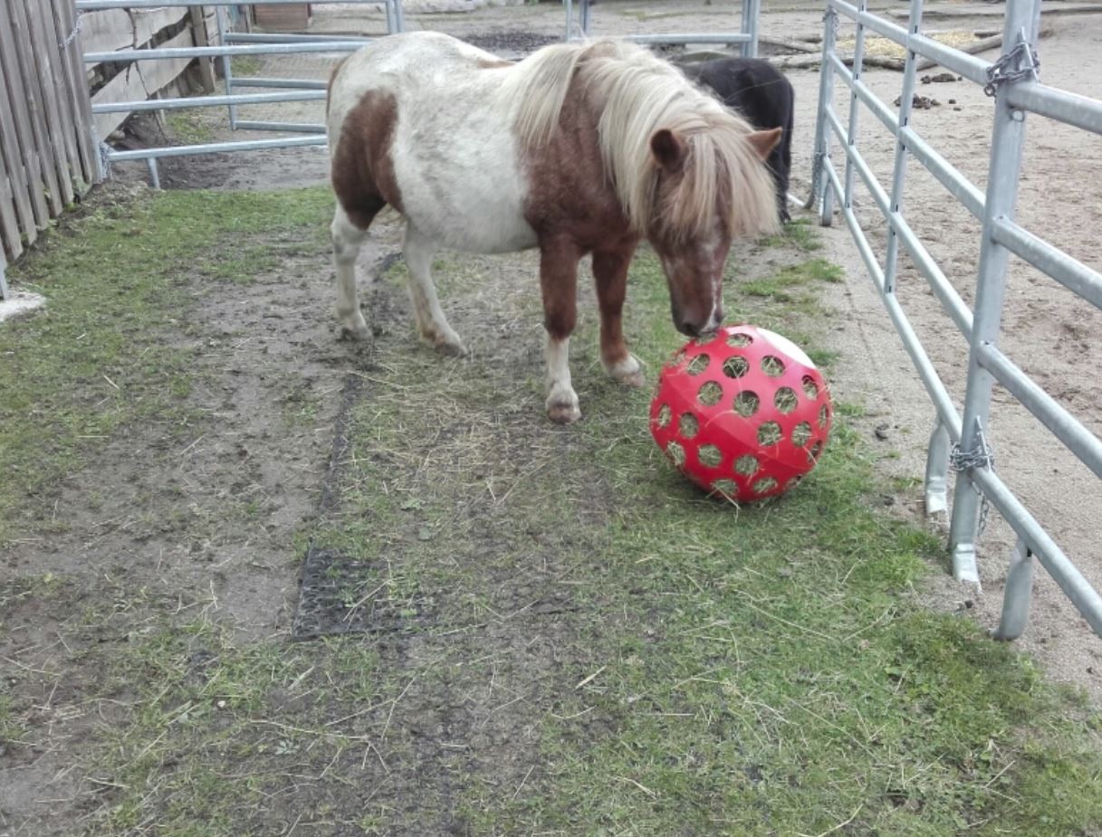 Heuball oder Futterball von Dr. Hentschels für Islandpferde und Pony