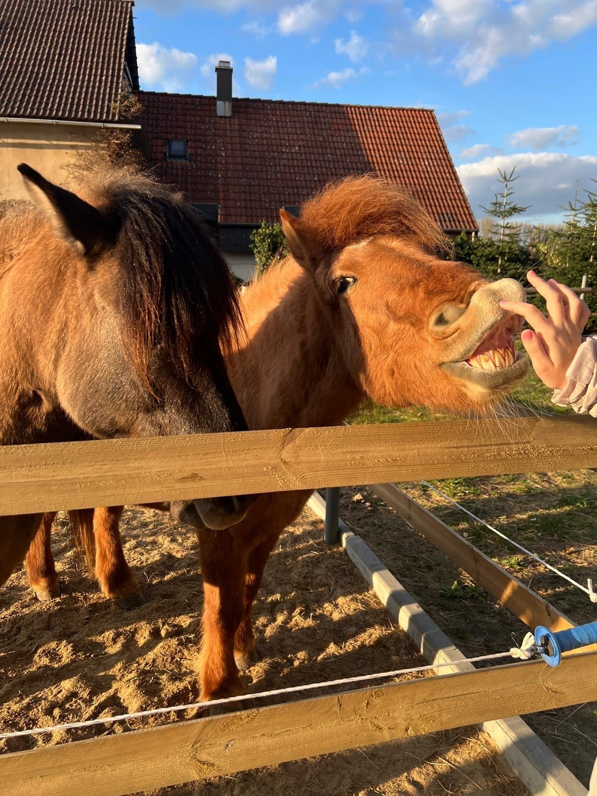 Grettir und Hjördis auf dem trockenen Paddock