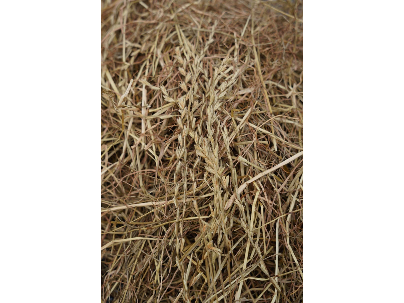 HorseHage TIMOTHY Gras
