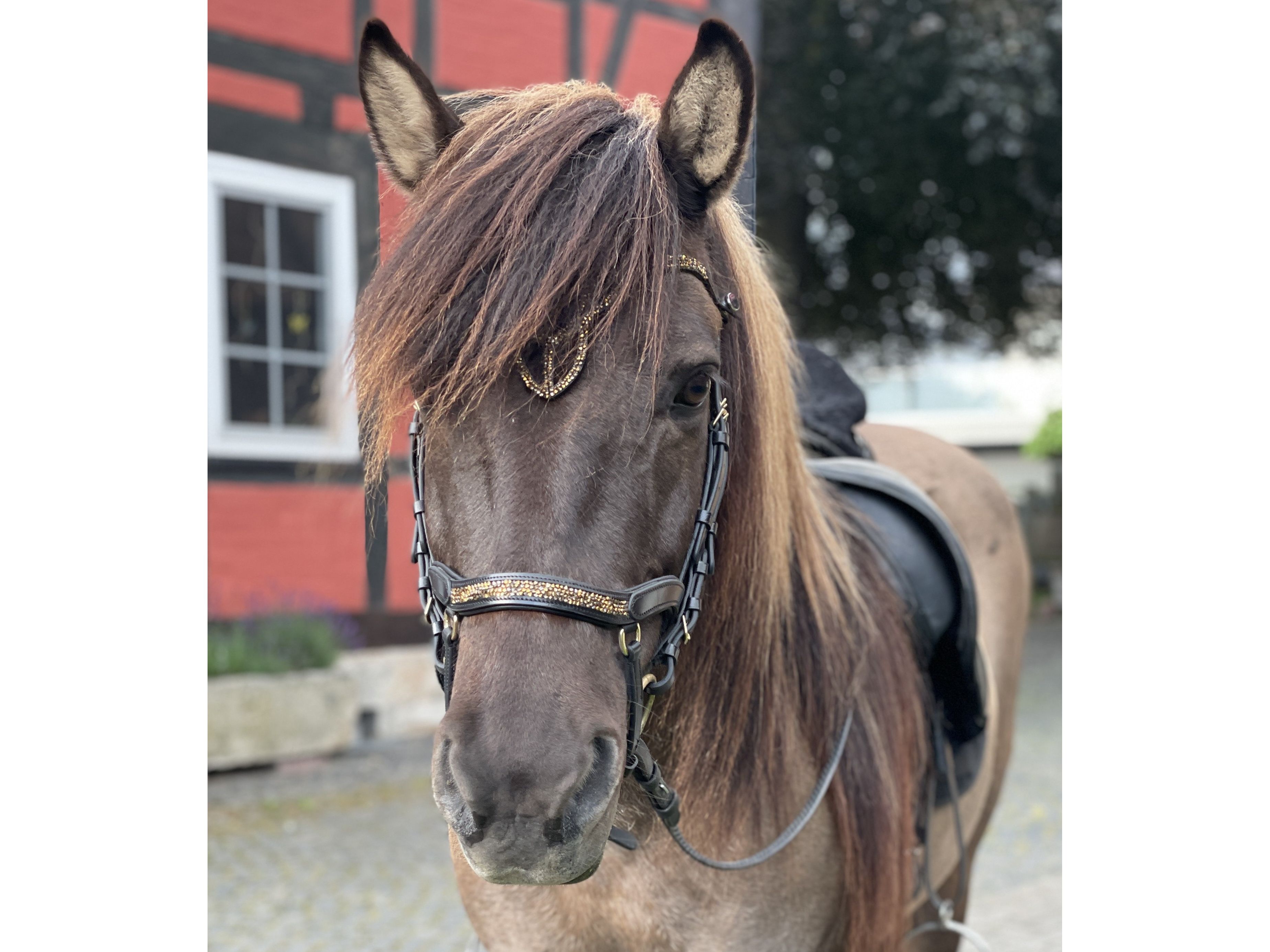 Epona Anatomische Trense Hellnar goldbraun