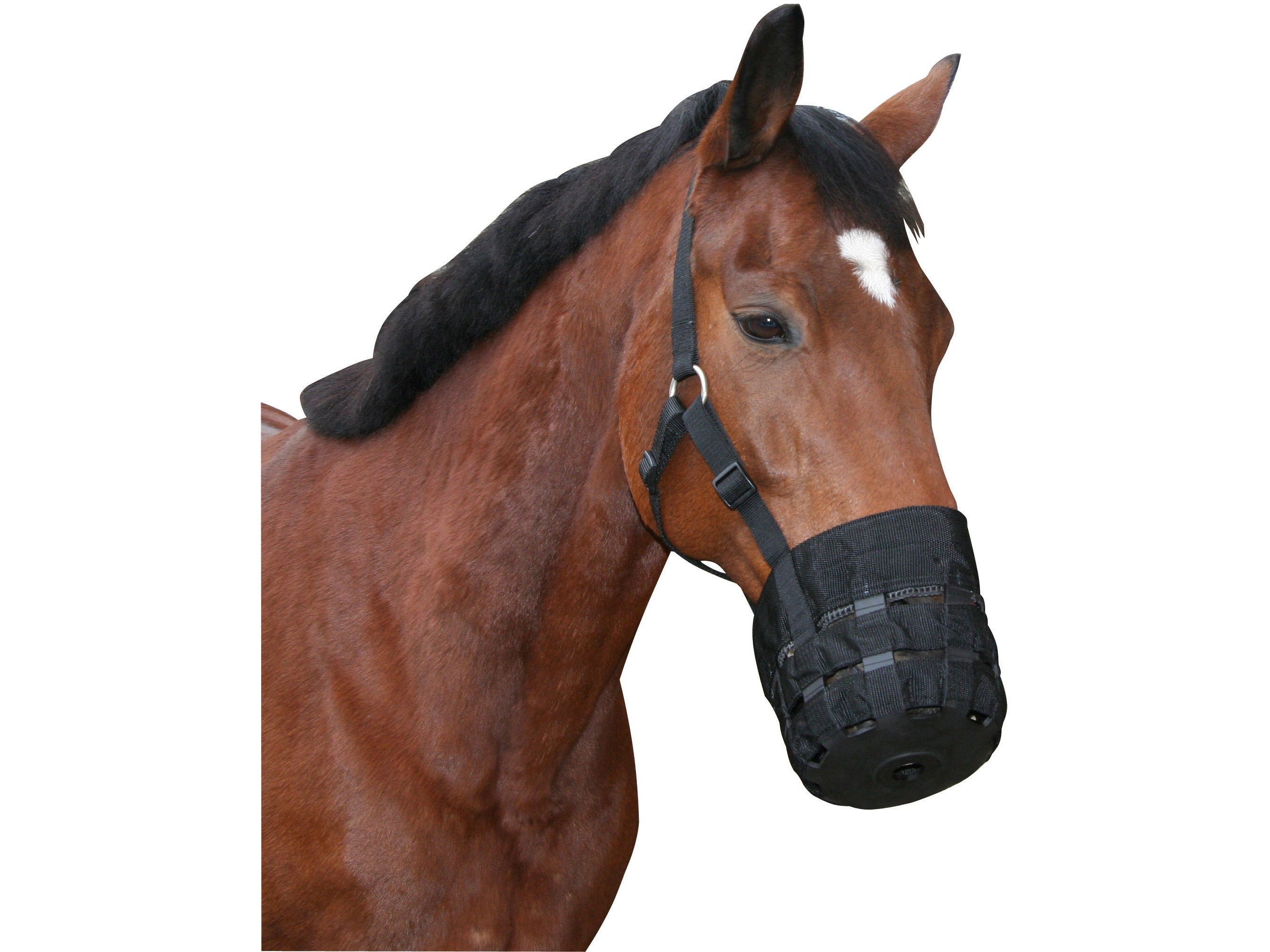 Icelandic Horse eating brake nylon