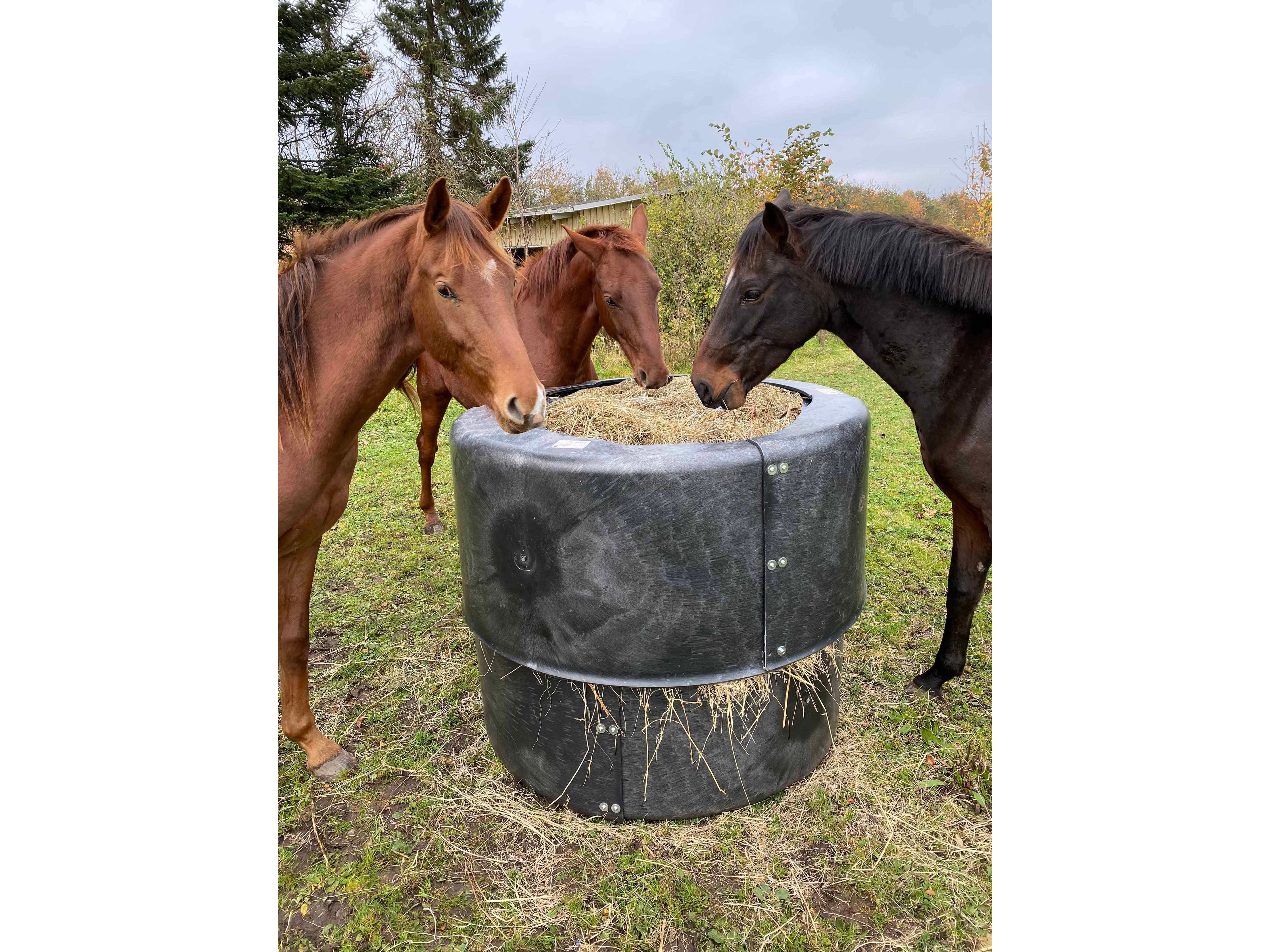 Icelandic Horse Heuspender Iglu für ganze Heuballen