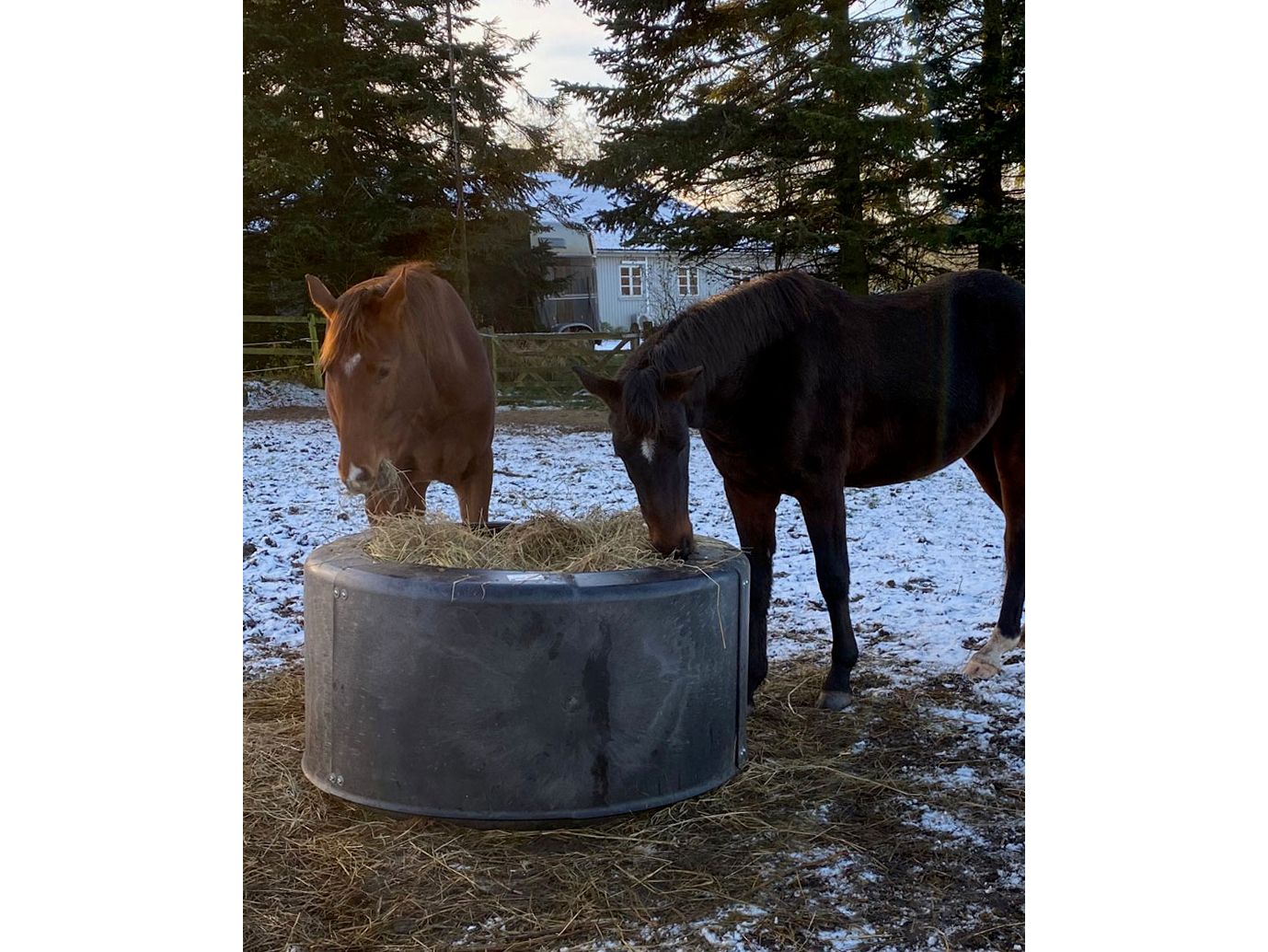 Icelandic Horse Heuspender Iglu für ganze Heuballen