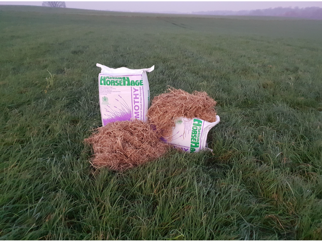 HorseHage TIMOTHY Gras