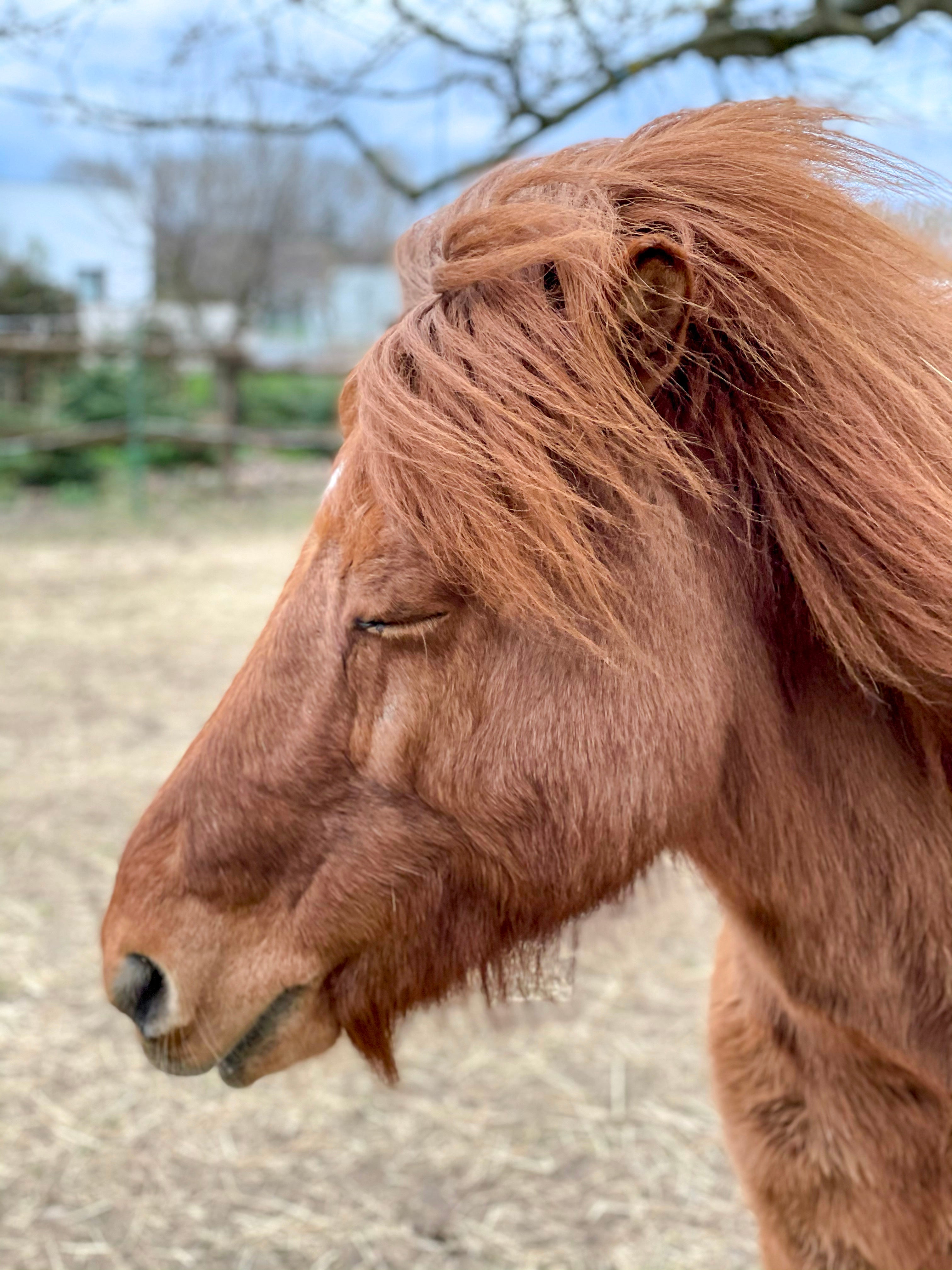Islandpferd Grettir im Profil