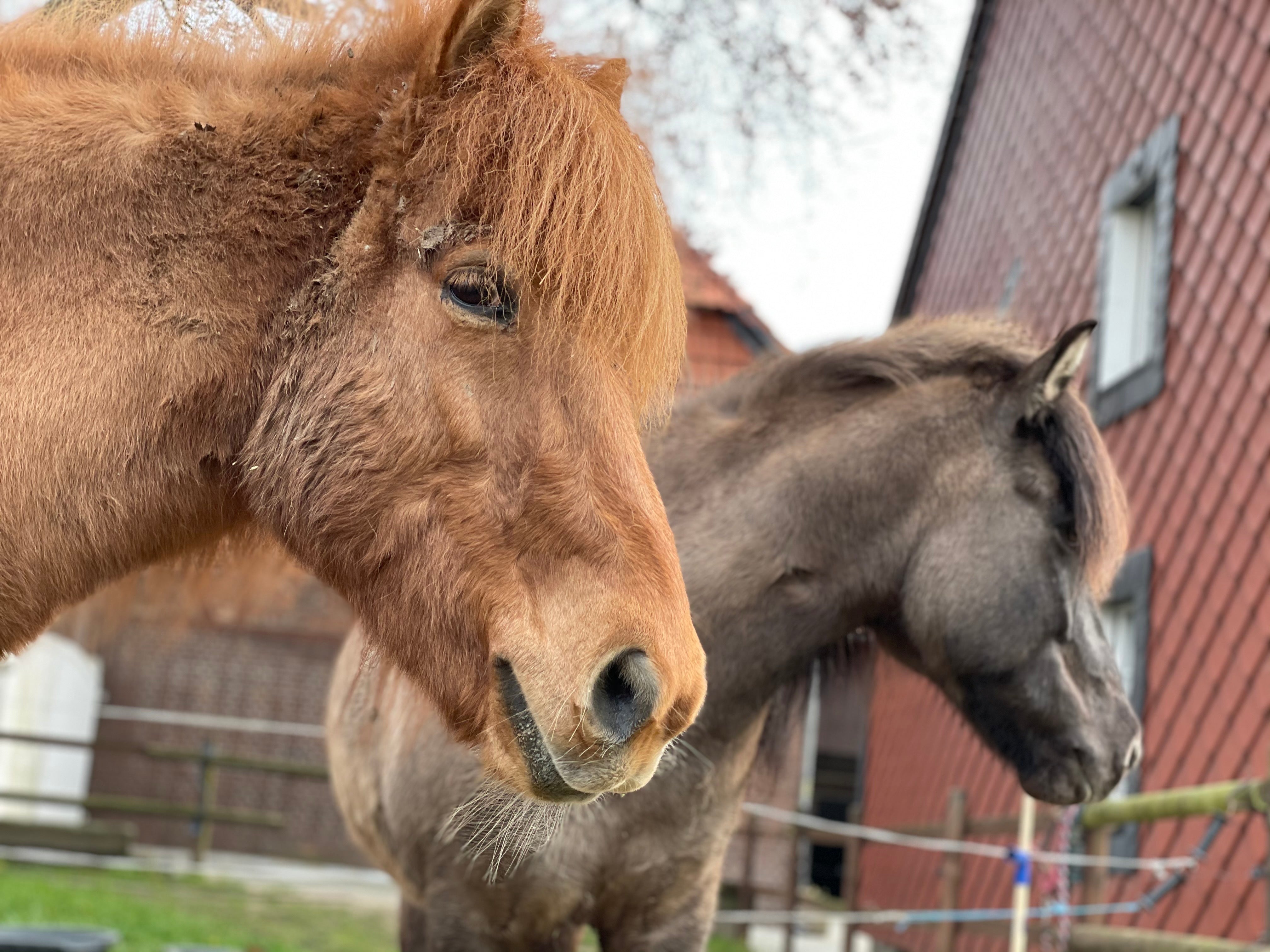 Zwei Islandpferde nebeneinander