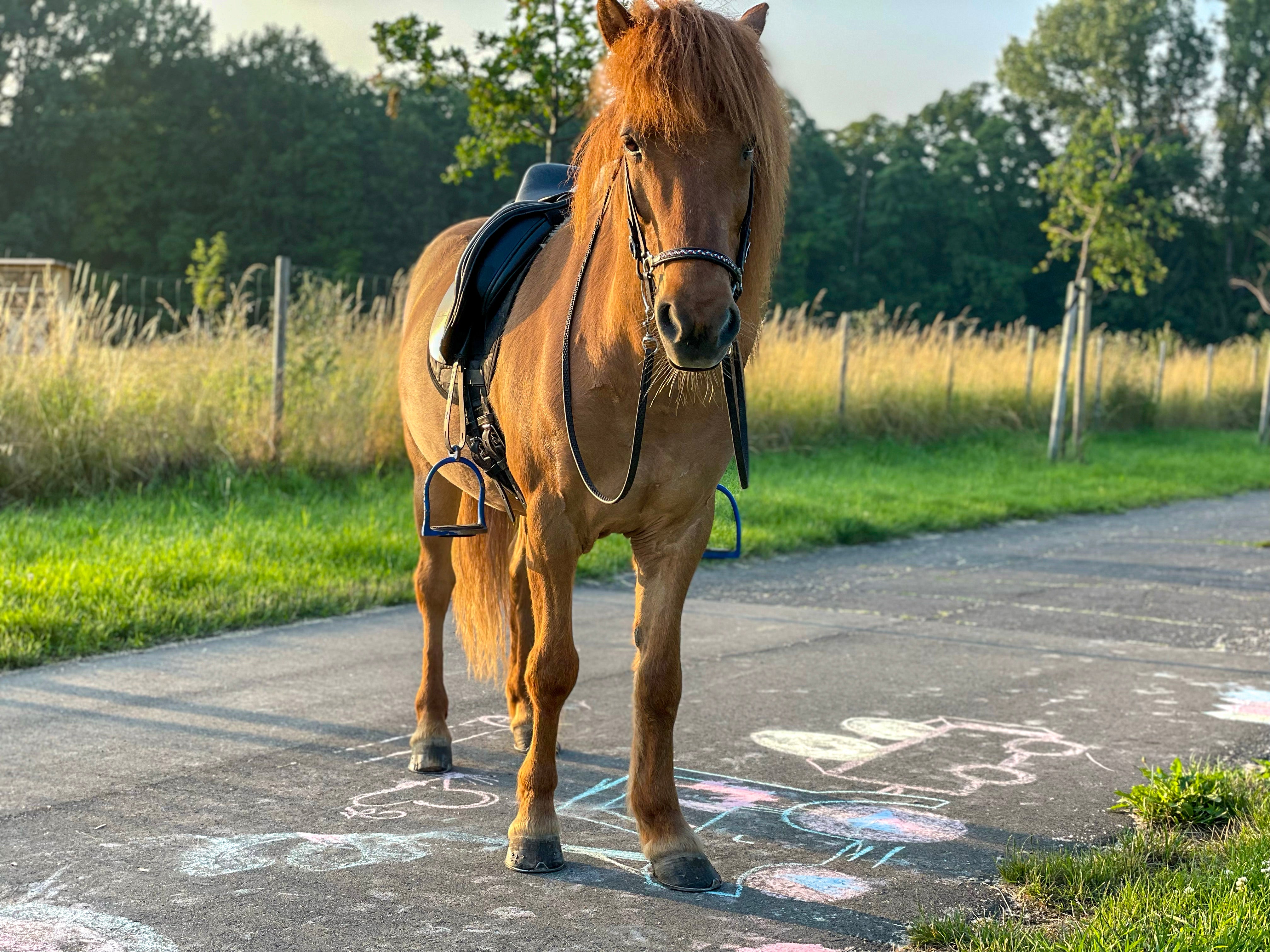 Alle Produkte werden selbst getestet, auch zusammen mit anderen Pferdehaltern, aus unserer Community. Isländer und Pony Reitbedarf stark reduziert, Angebote für Islandpferde Reiter.