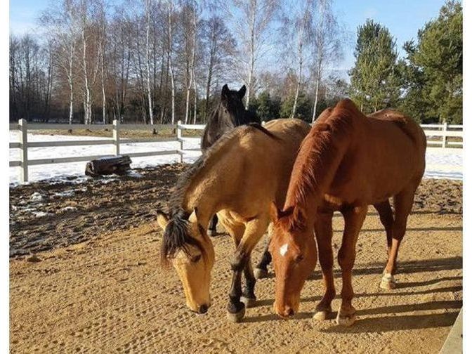 Icelandic Horse paddock panels 50x40x4 cm