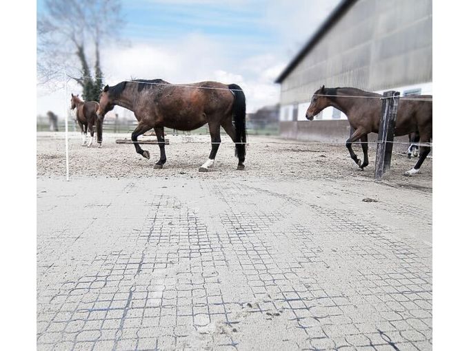 Panneaux d'enclos pour chevaux islandais 50x50 cm