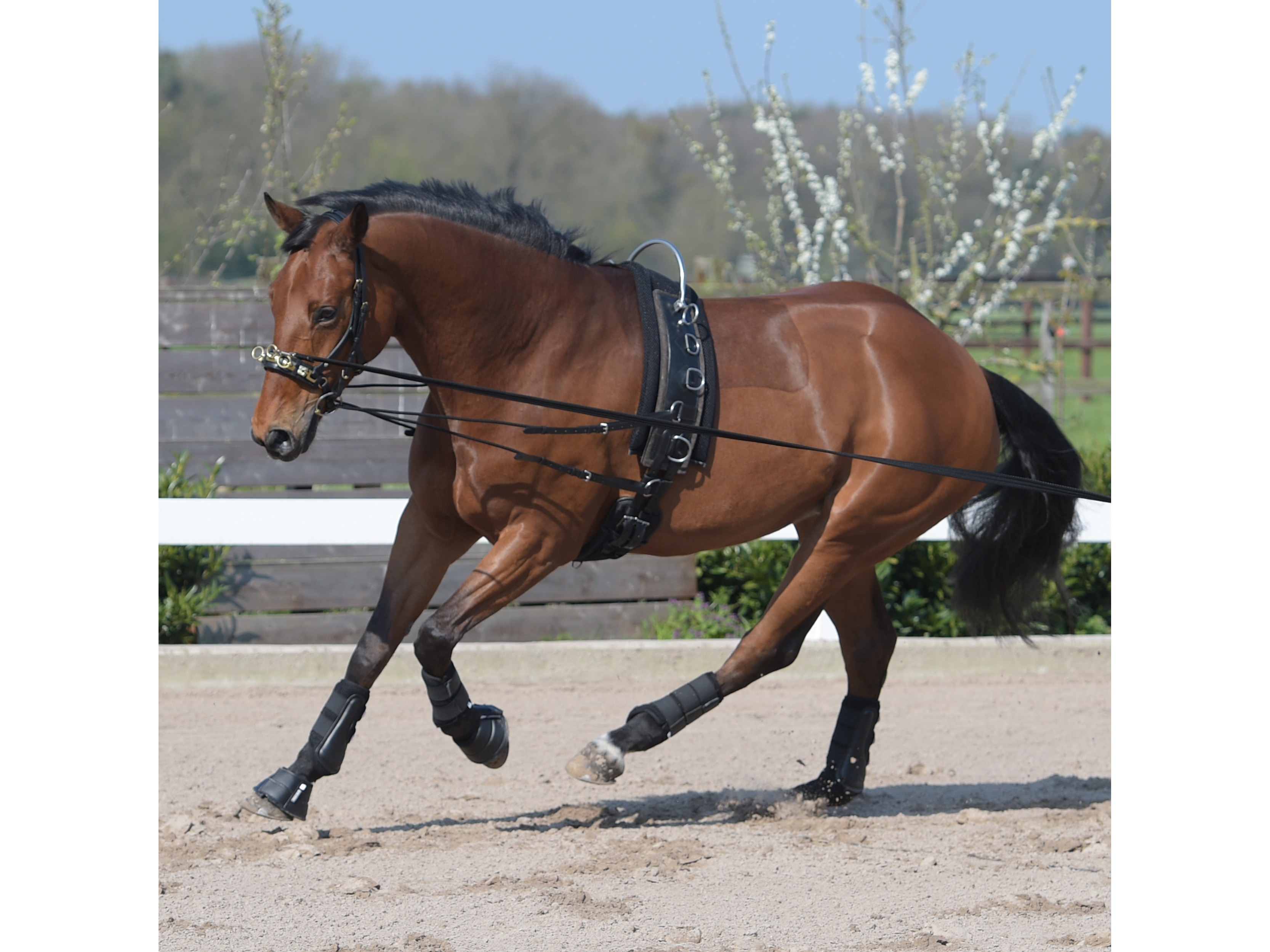 BUSSE  Longiergurt FLEX FIT