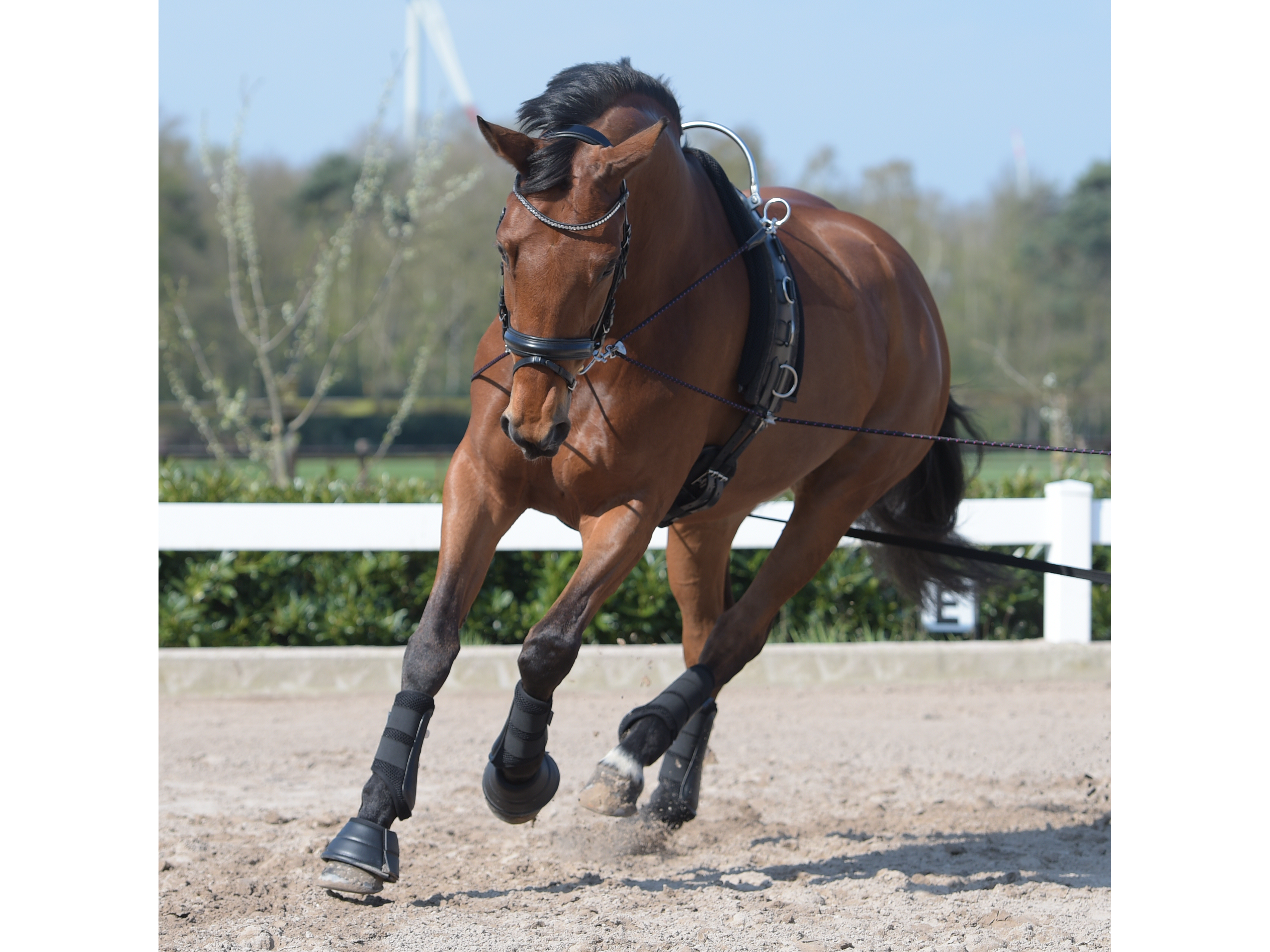 BUSSE  Longiergurt FLEX FIT