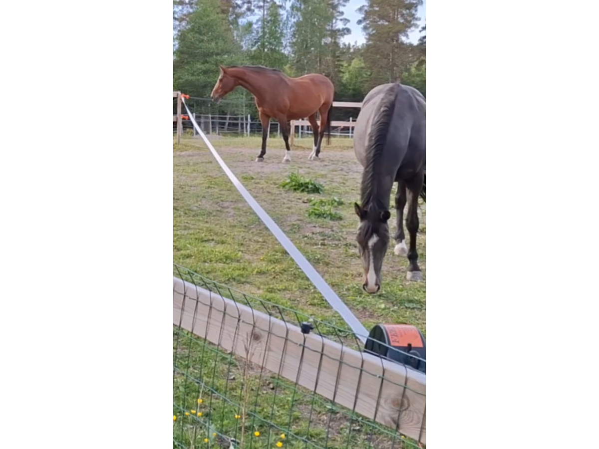 Videostandbild: Pferde am einreihigen Feed-X Weidezauntor, das Elektroband zieht sich zur Seite