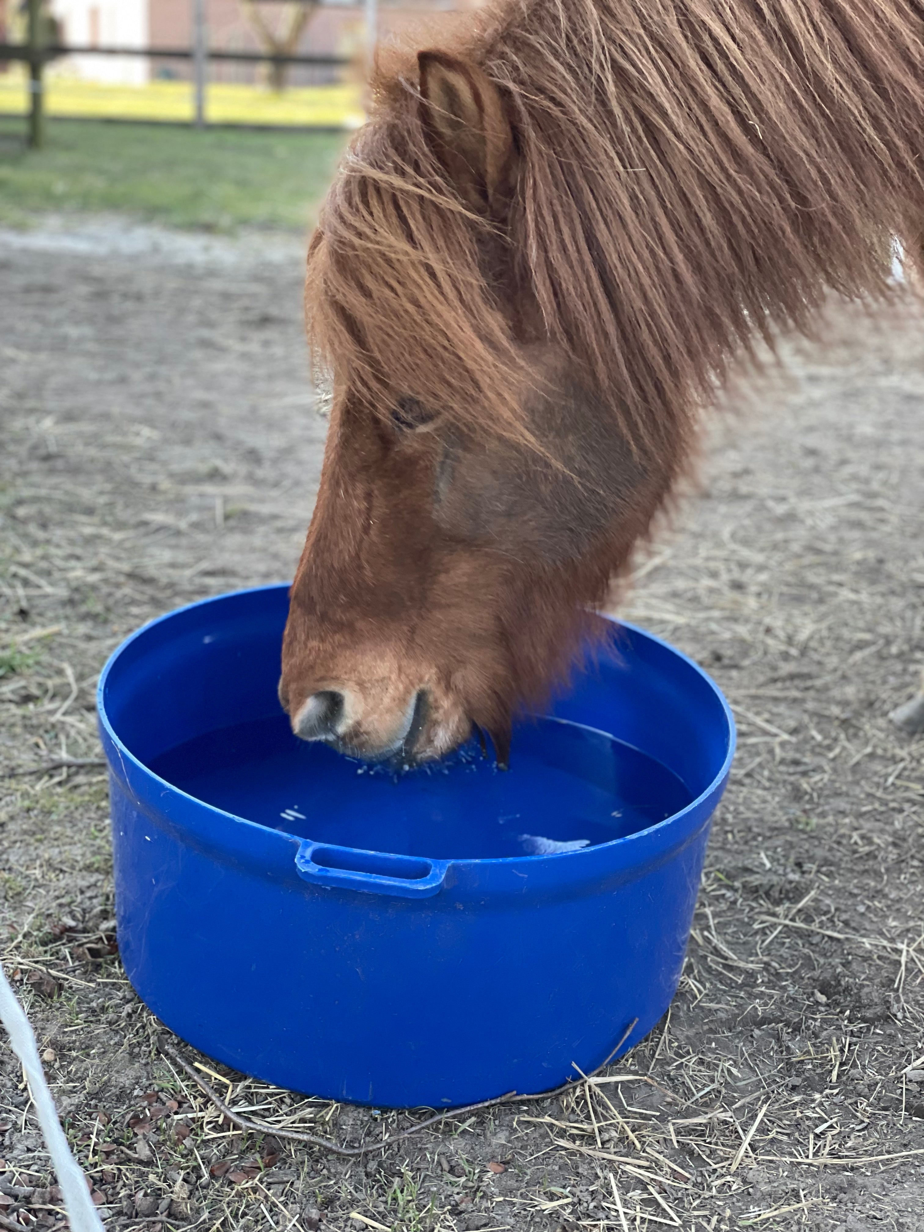 Icelandic Horse flexible water trough 50 liters