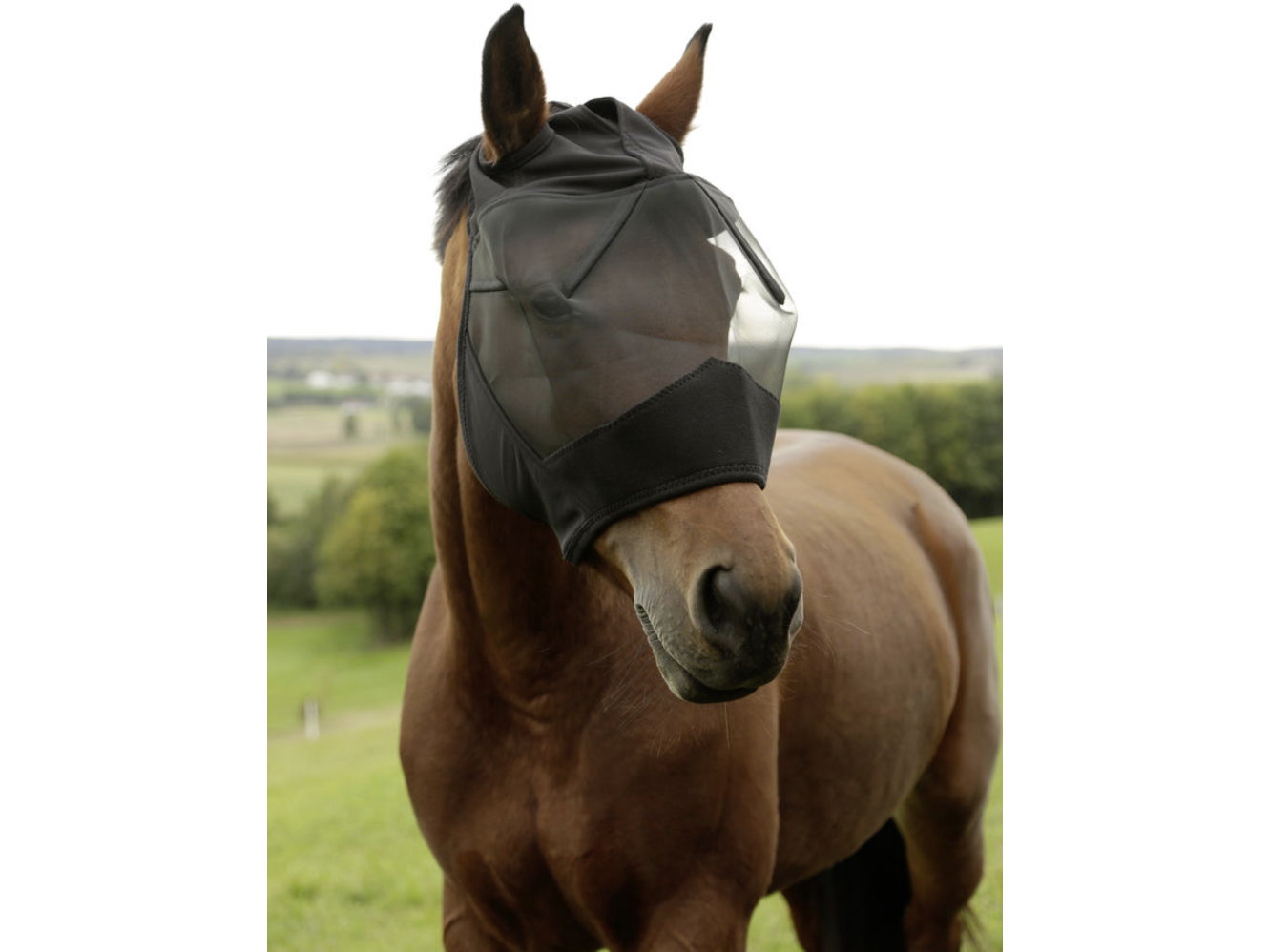 Fly mask mask with ear cut-out