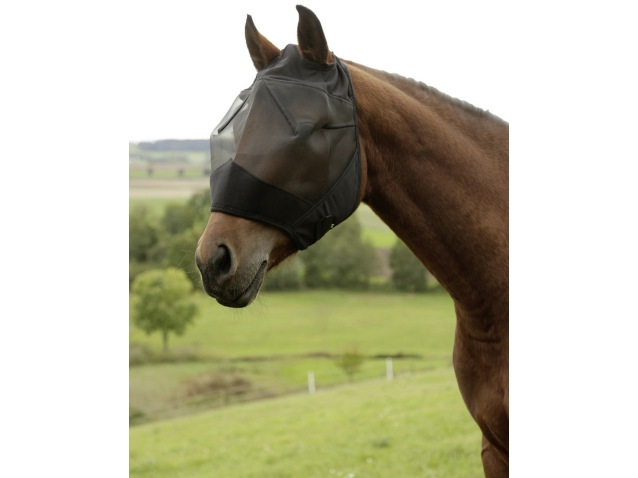 Fly mask mask with ear cut-out