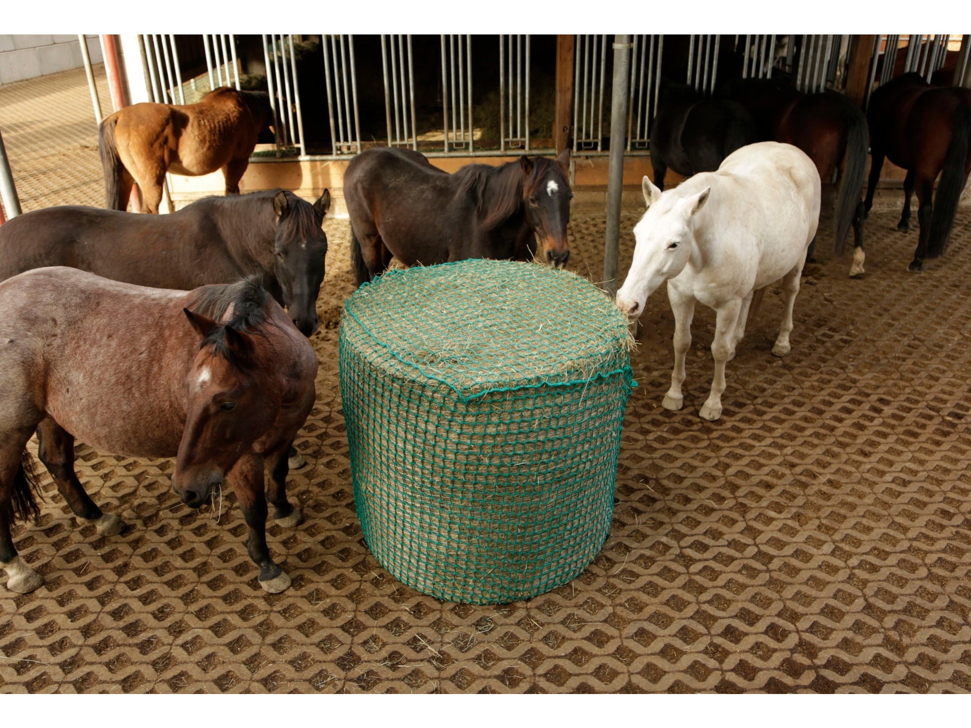 Icelandic Horse hay net for round bales