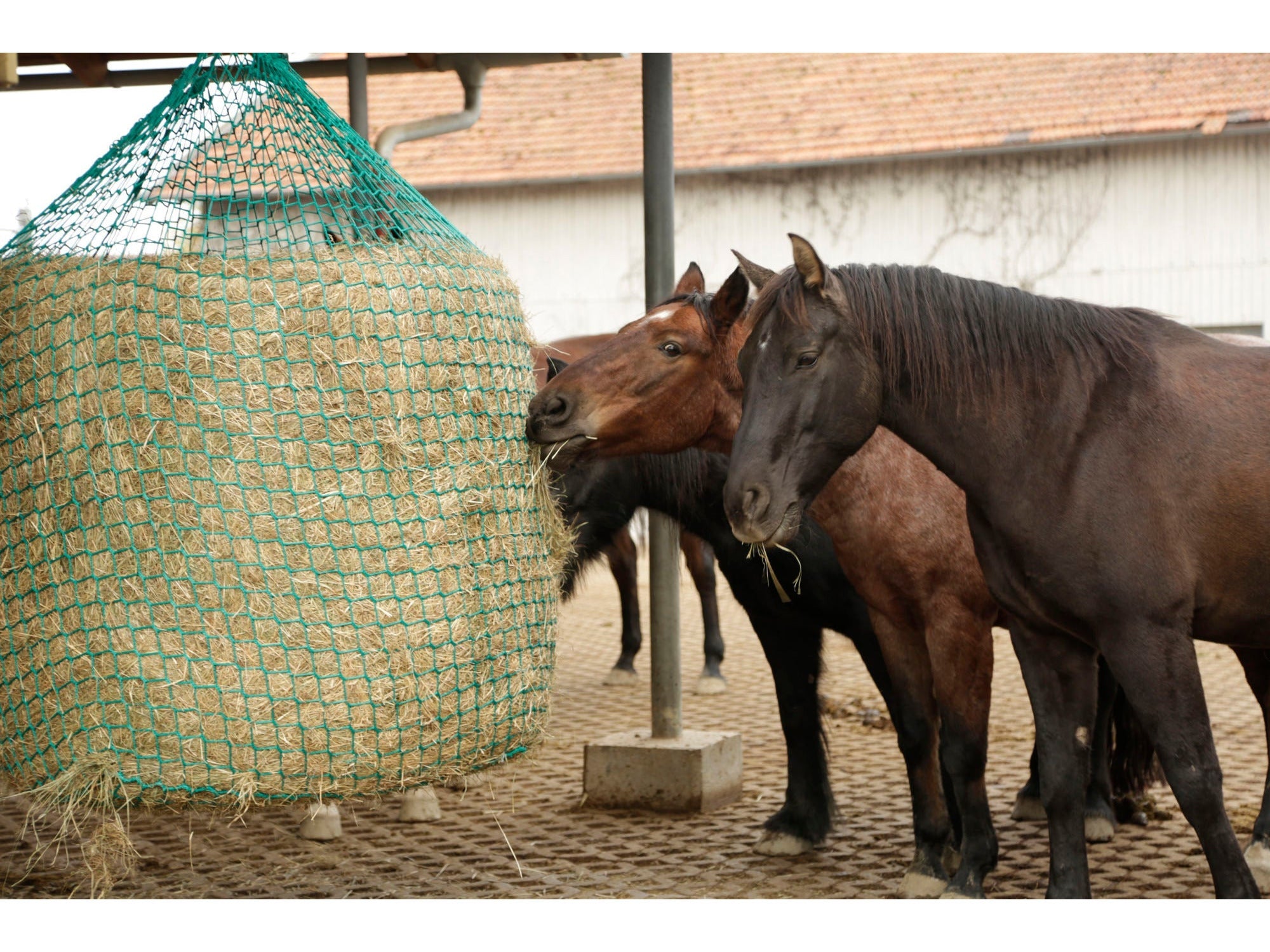 Icelandic Horse hay net for hanging round bales